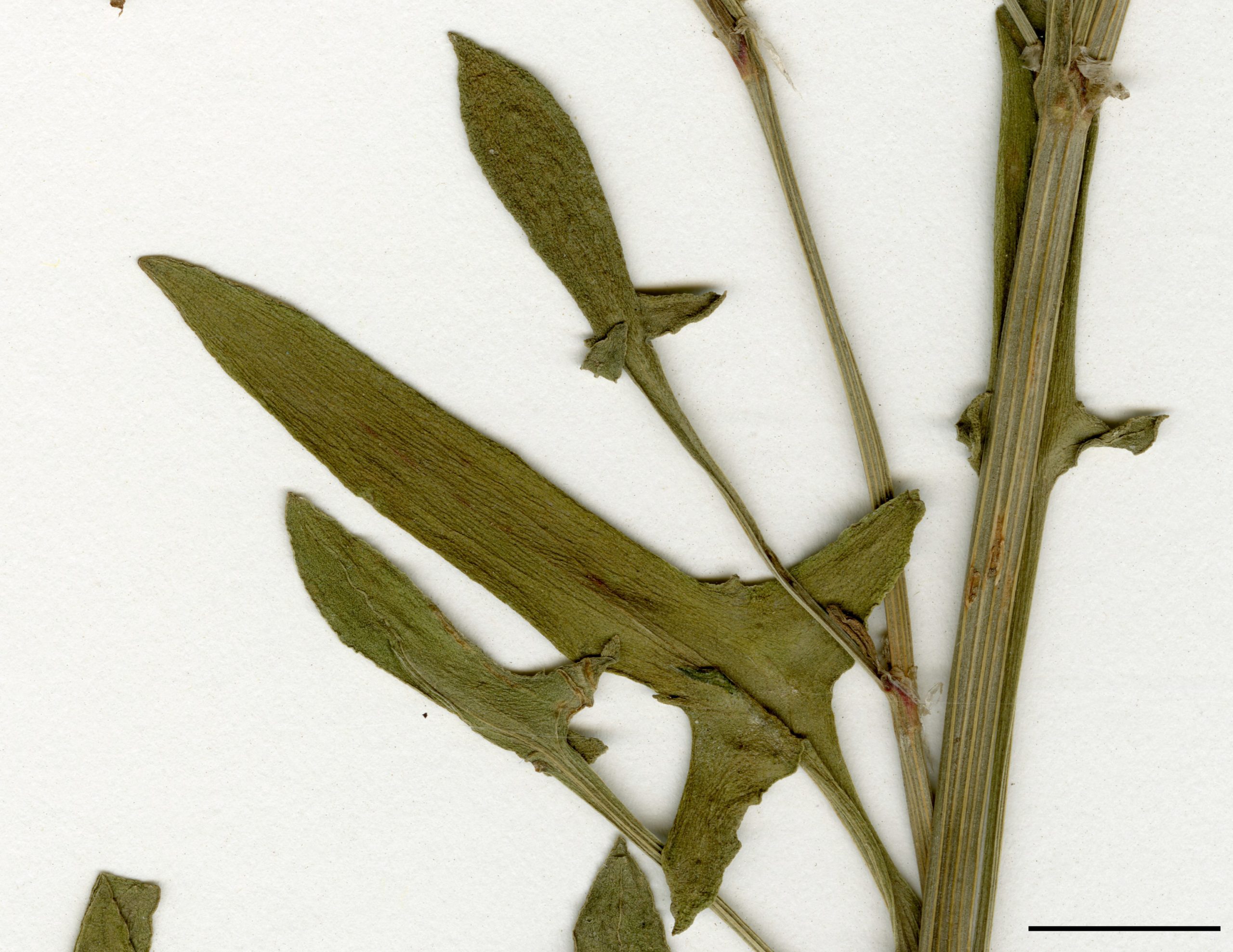 Feuilles allongées, munies de 2 lobes divergeant à la base.