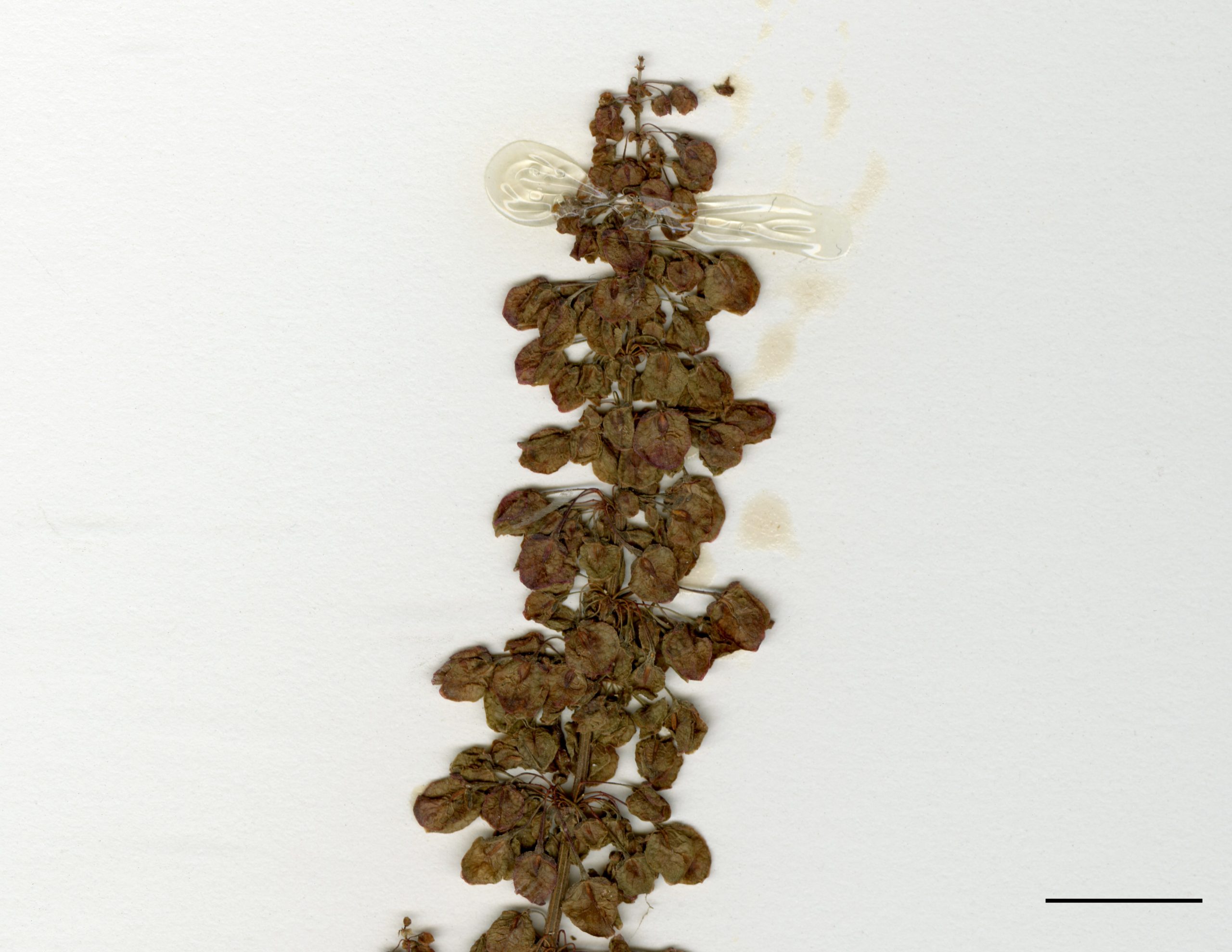 Verticilles de petites fleurs verdâtres formant des inflorescences denses au sommet de la tige et à l'aisselle des feuilles supérieures.