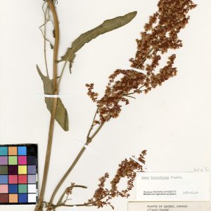 Oseille thyrsiflore