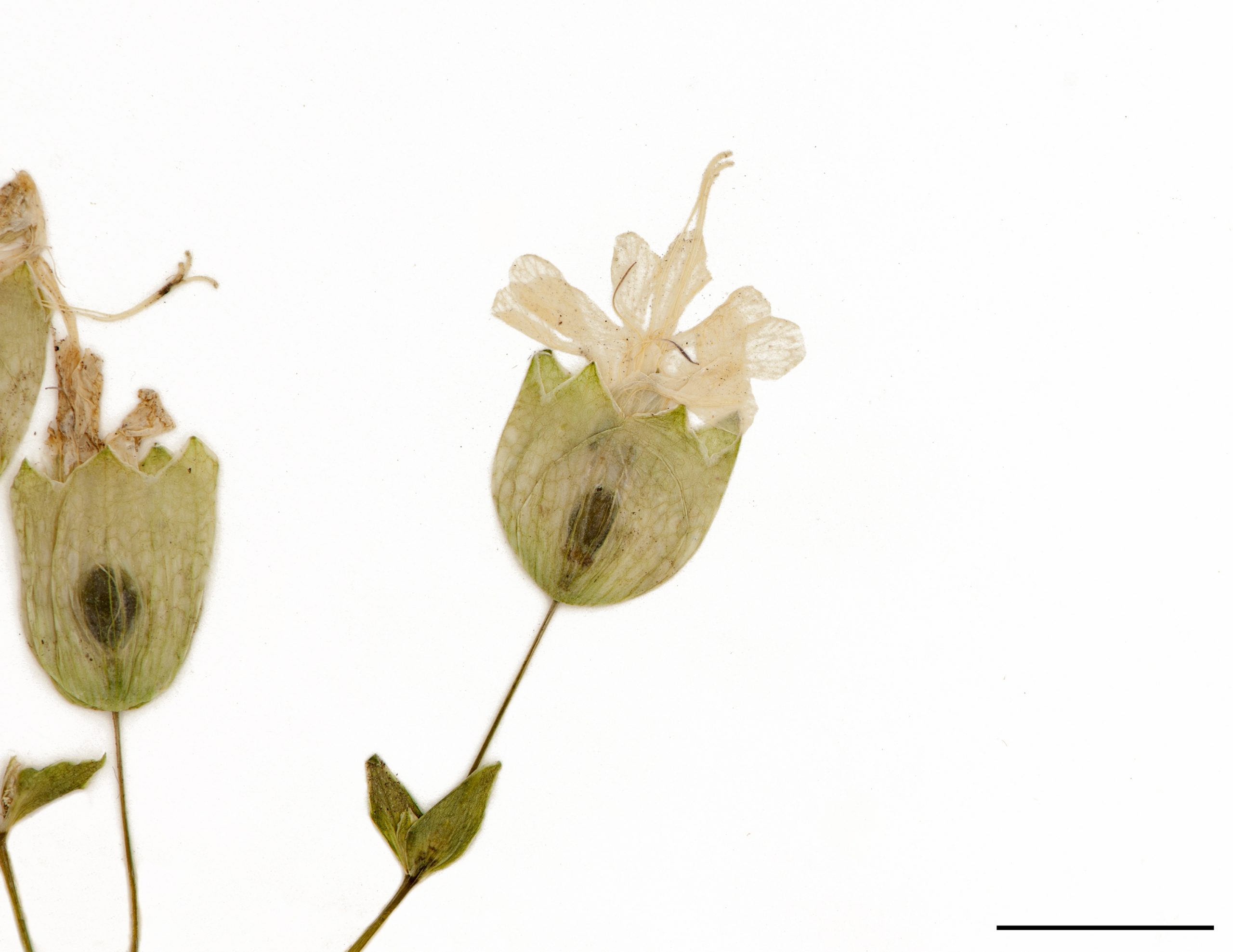 Fleurs blanches ou rosées; les sépales soudés forment un calice blanc verdâtre gonflé aux nervures nombreuses, mais non saillantes.