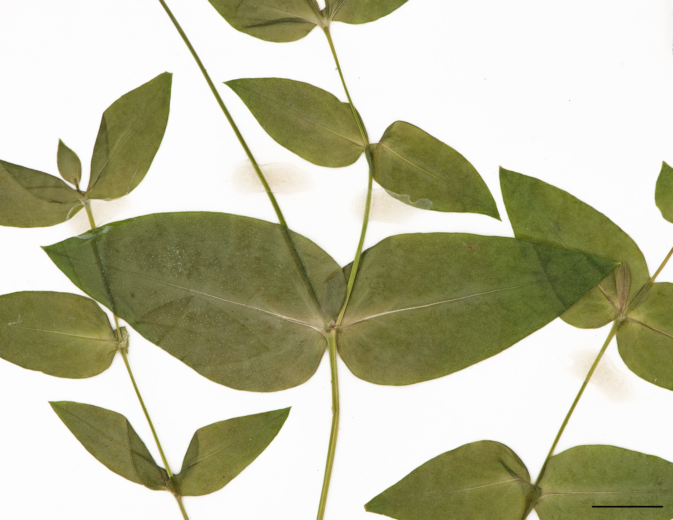 Feuilles entièrement glabres, opposées et sessiles , ovales ou oblongues.