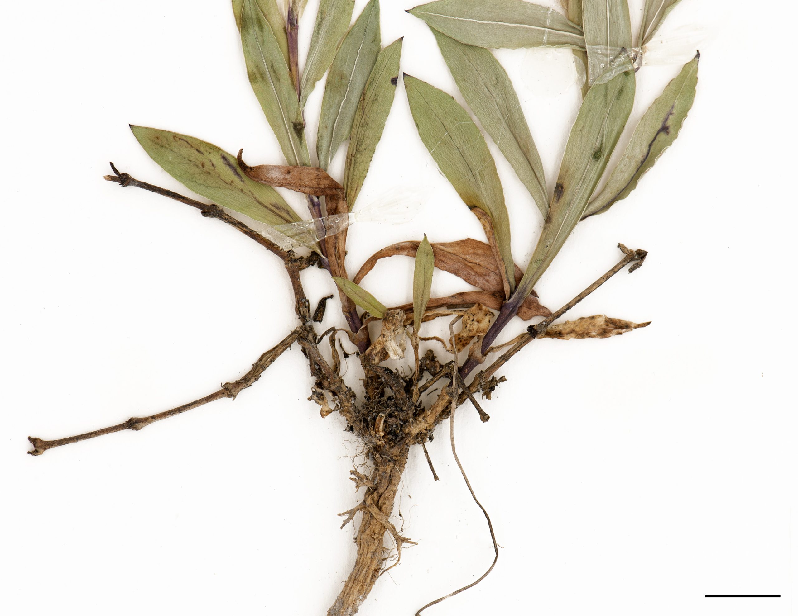 Tige ramifiée dès la base et base souvent rougeâtre.