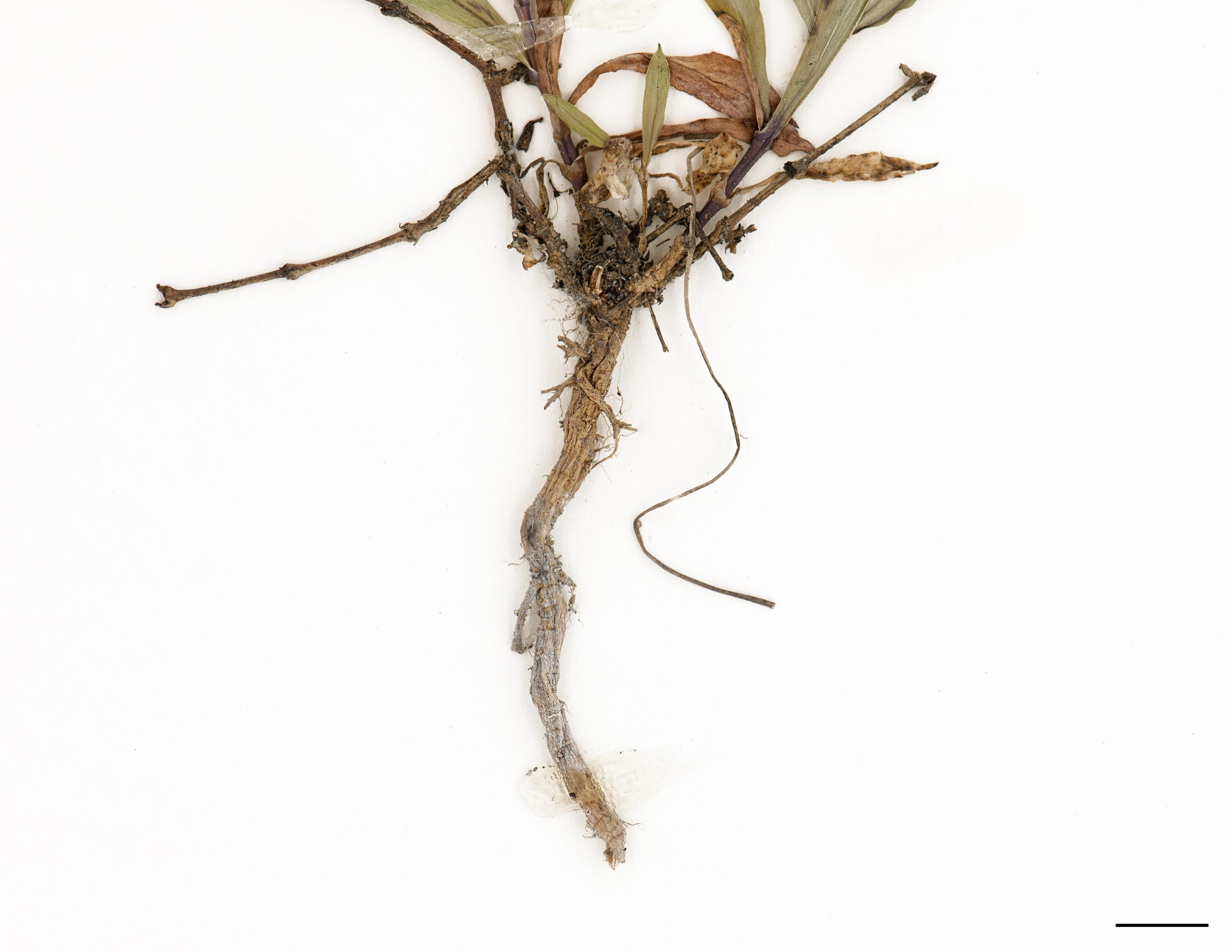 Système racinaire bien développé, racine pivotante forte.