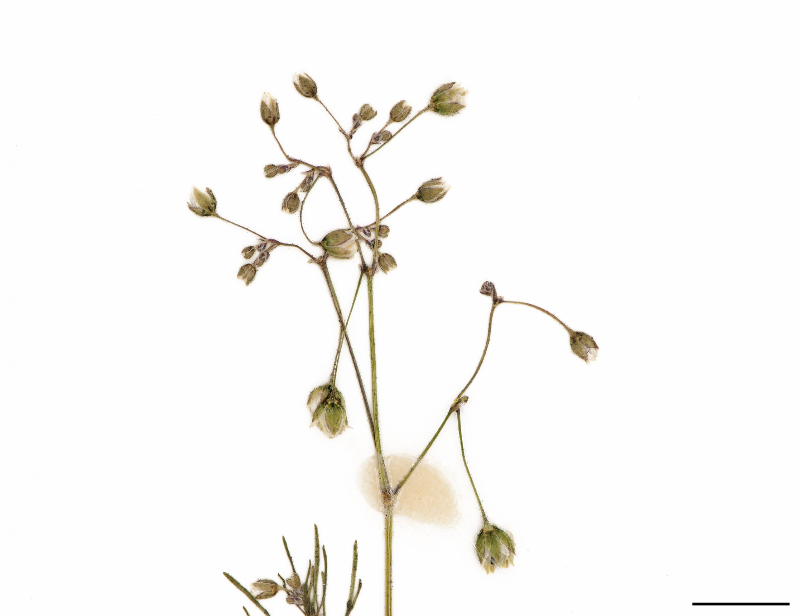 Petites fleurs blanches sur de courts pédoncules au sommet des tiges et des rameaux.