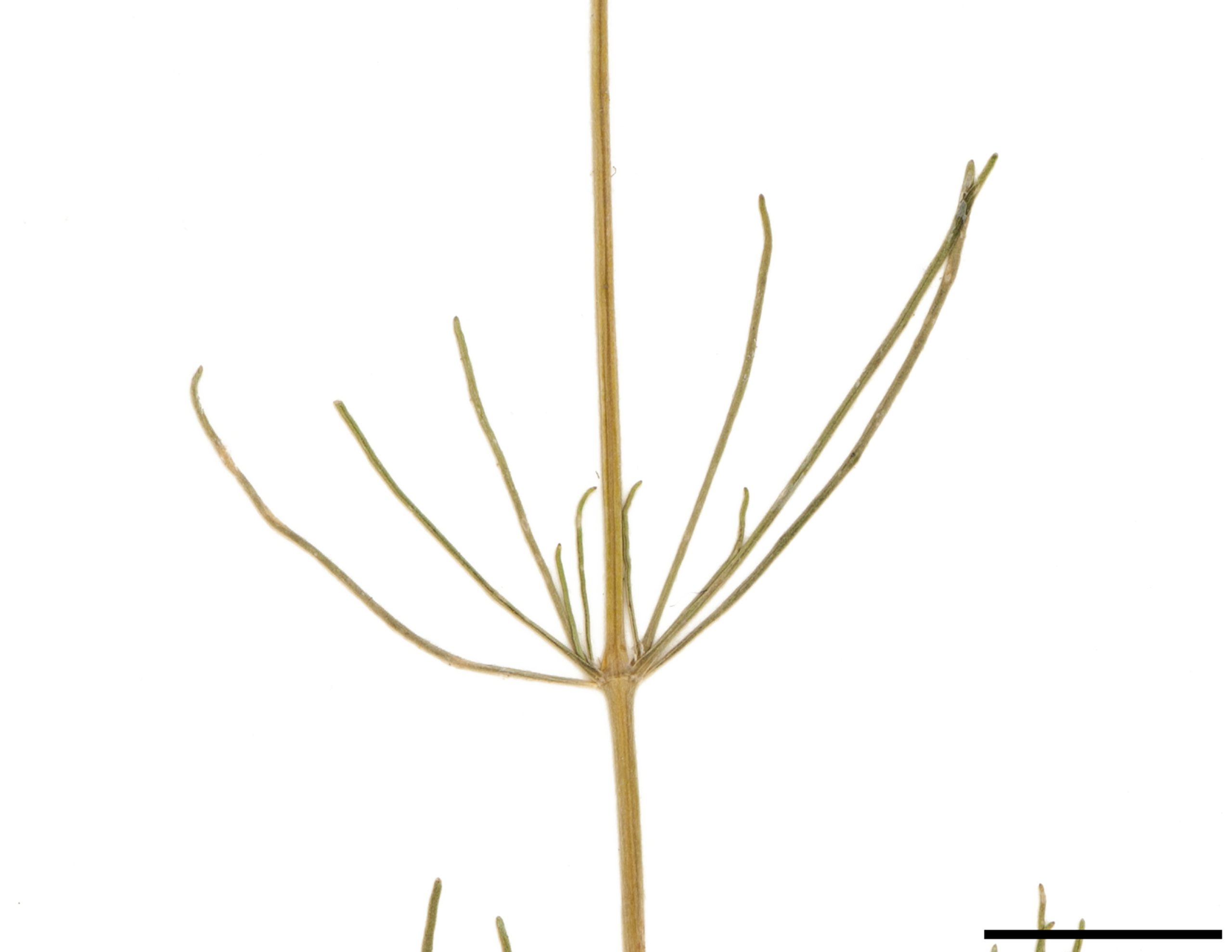 Feuilles linéaires et filiformes, par groupes de 6 et plus, verticillées aux nœuds de la tige.