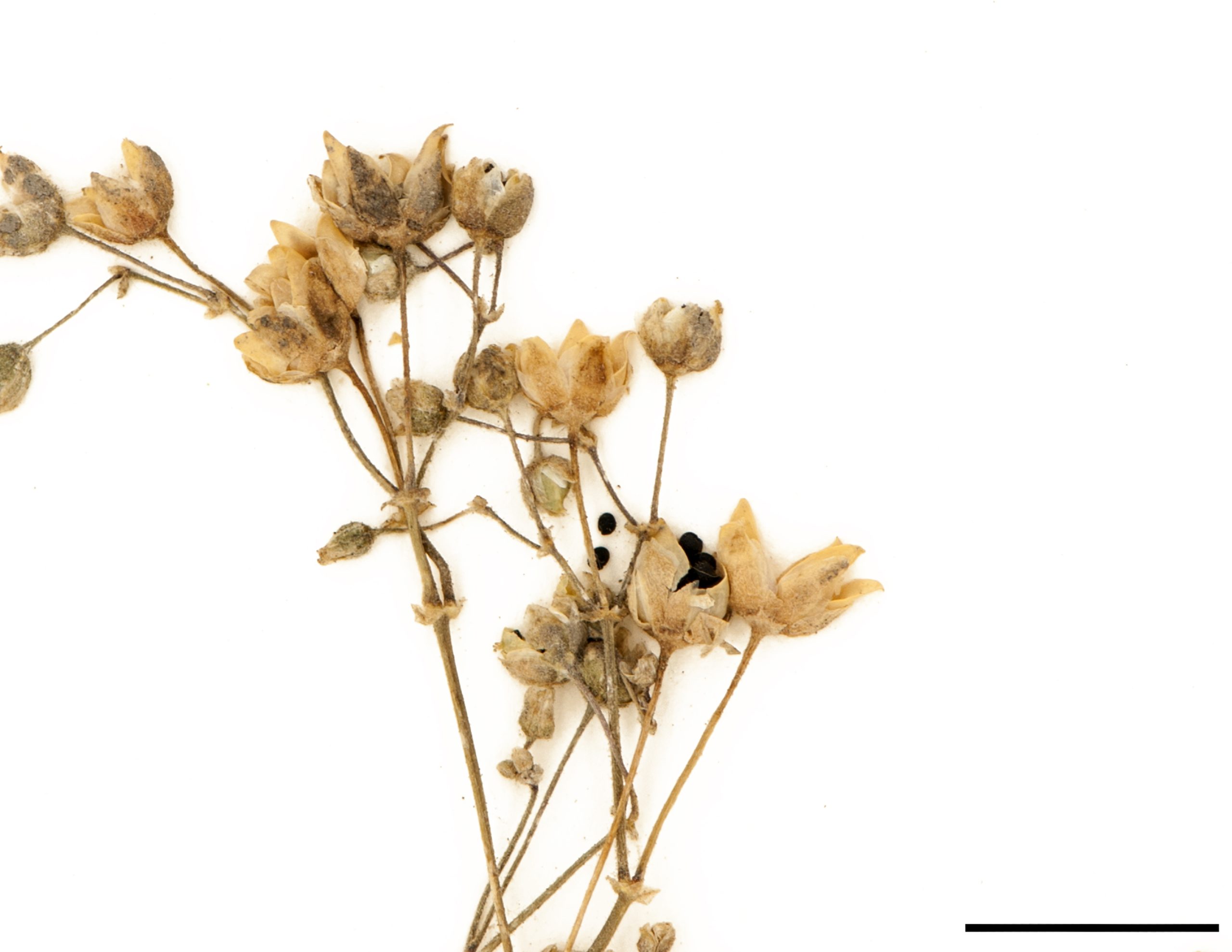 Plante annuelle, graines noires minuscules contenues dans des petites capsules ovoïdes (fruit).