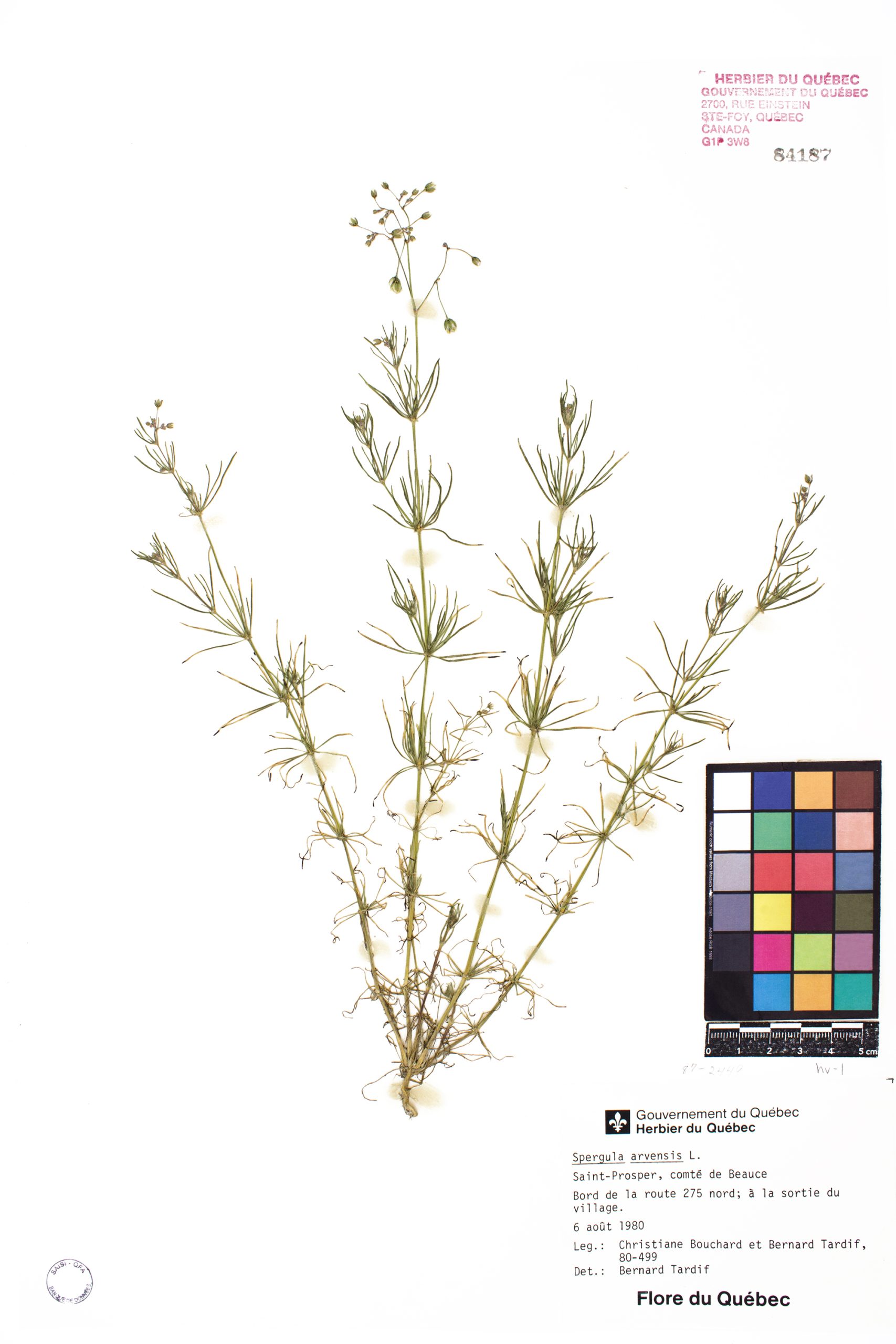 Spargoute des champs