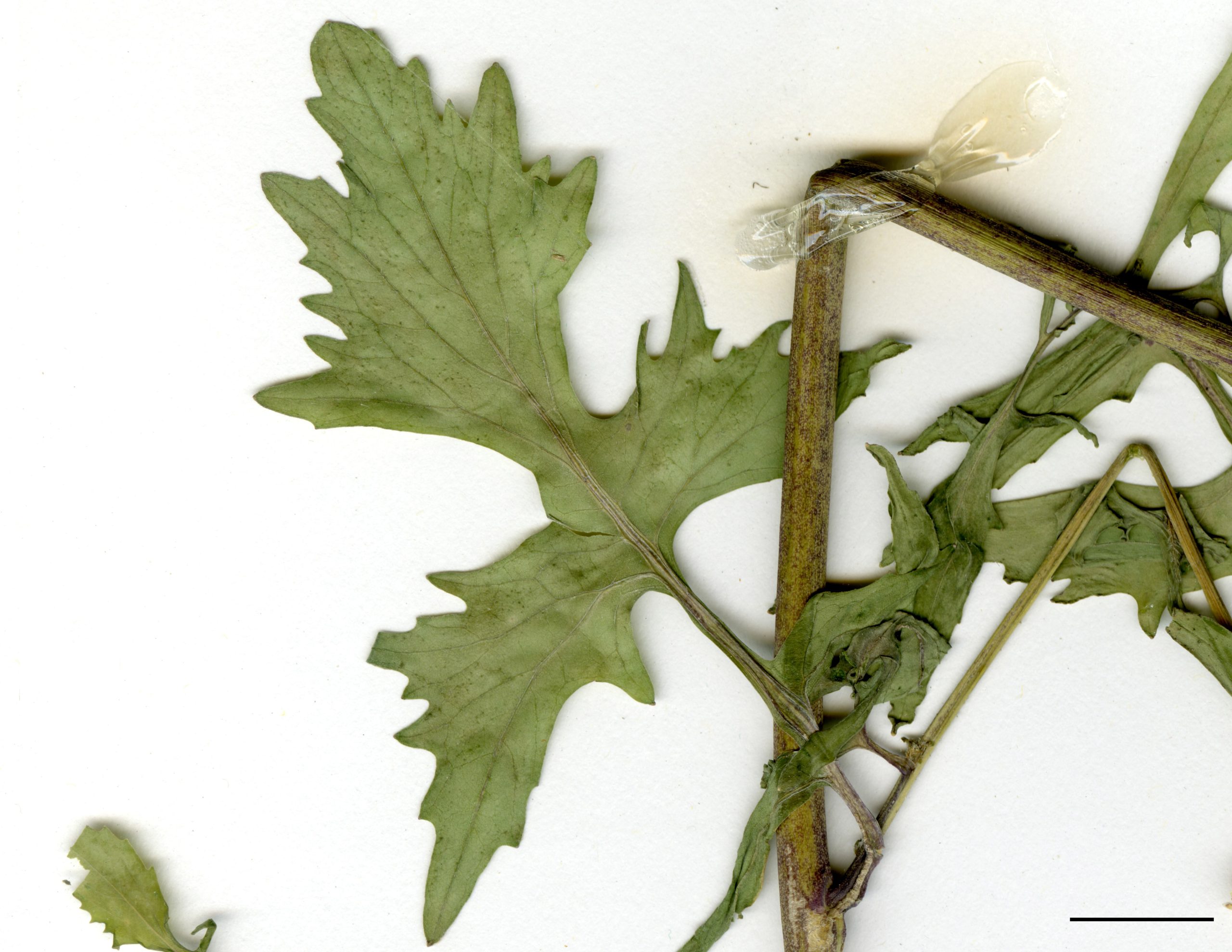 Feuilles du haut de la tige à lobes latéraux allongés, ayant dans leur contour une forme triangulaire.