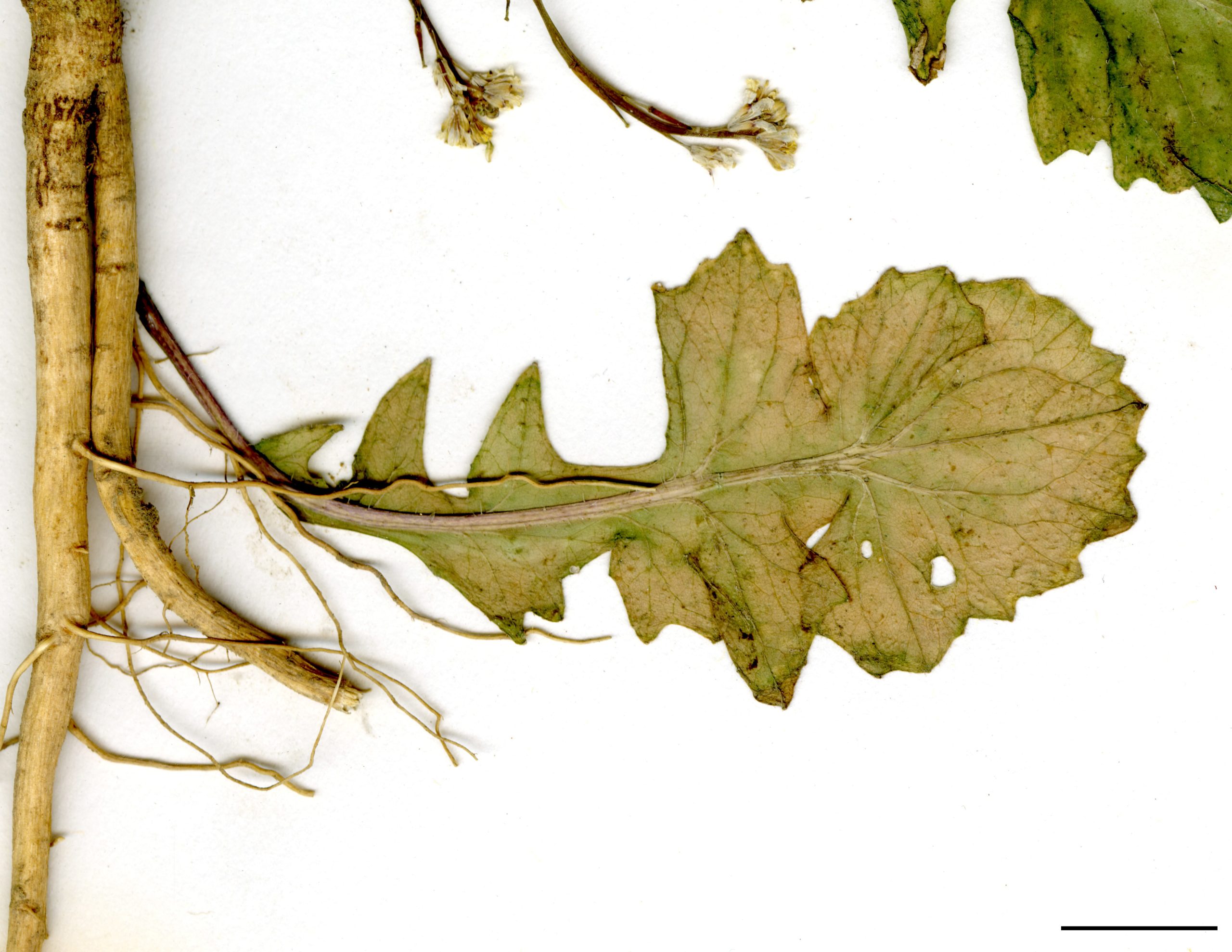 Feuilles du bas de la tige lobées, le lobe terminal plus grand que les lobes latéraux.