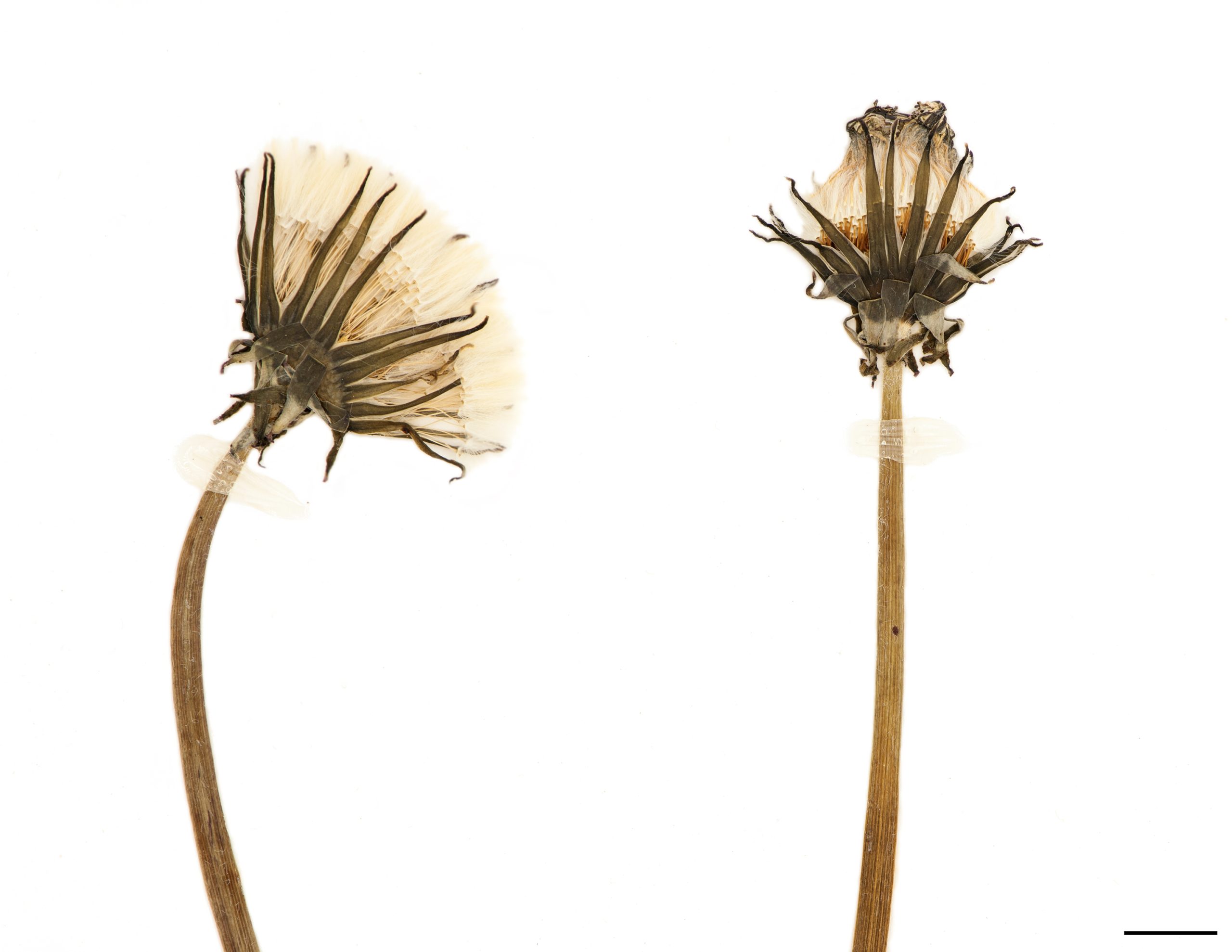 Pas de tige, mais des hampes florales nues et creuses de 5 à 30 cm de hauteur.