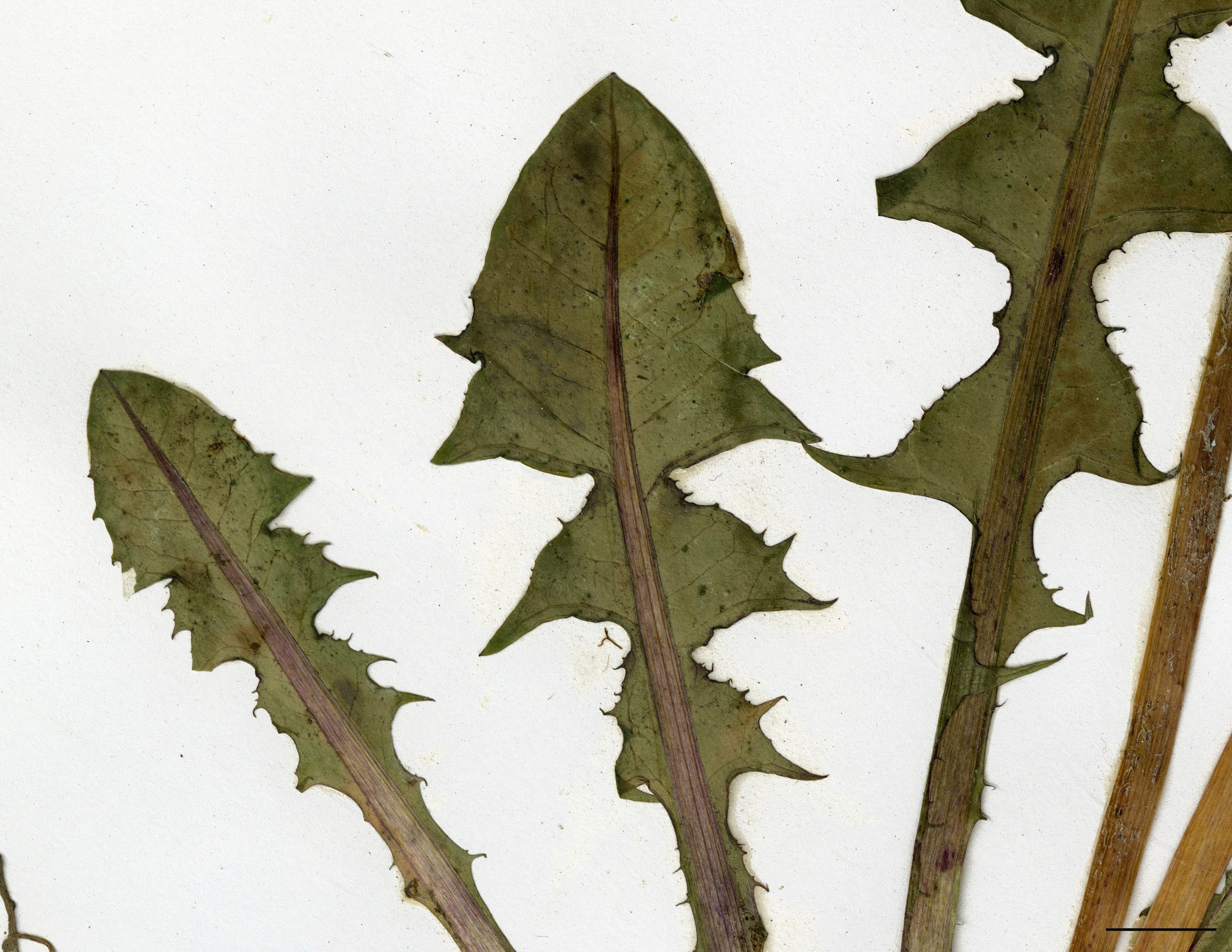 Feuilles allongées, sinuées dentées à profondément découpées; segments irréguliers.