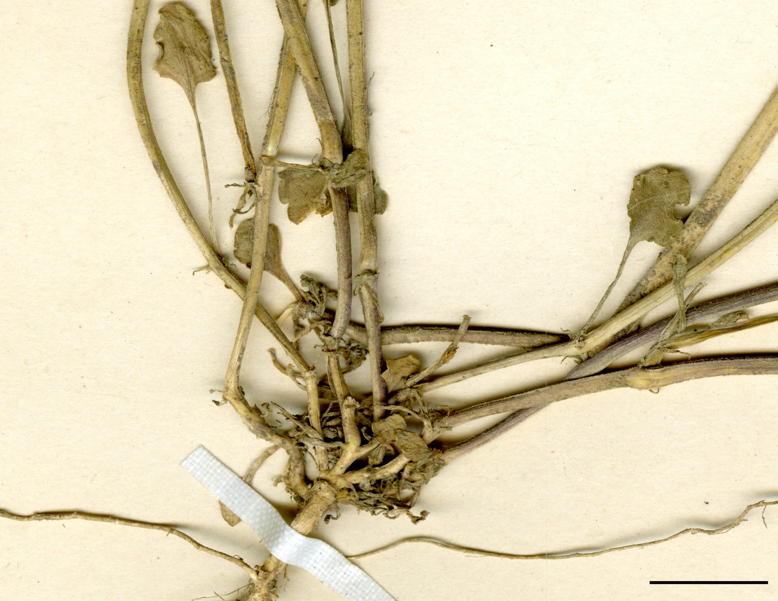 Tige ramifiée dès la base.