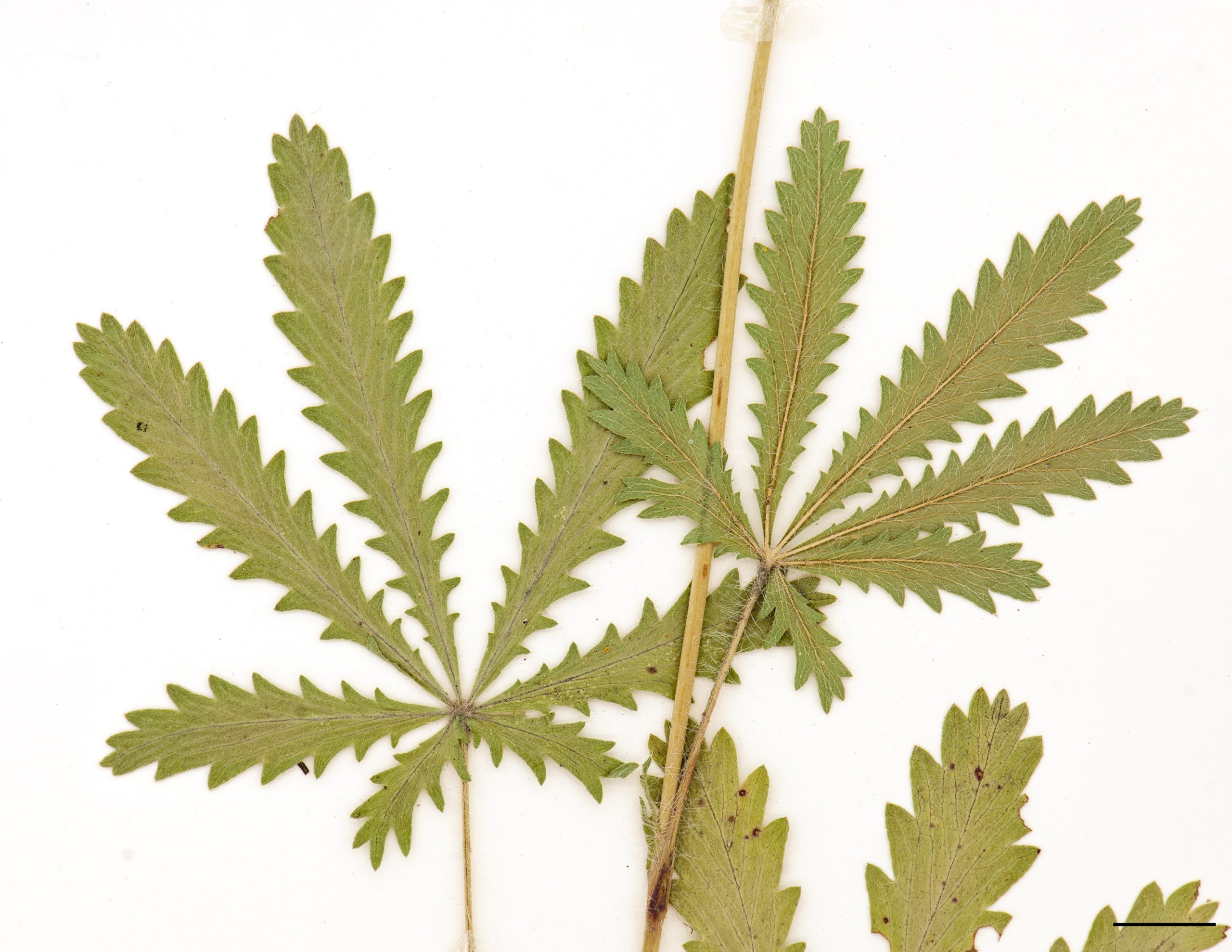 Feuilles composées de 5 à 7 folioles, folioles oblancéolées et dentées, pubescentes et de couleur vert pâle sur la face inférieure.