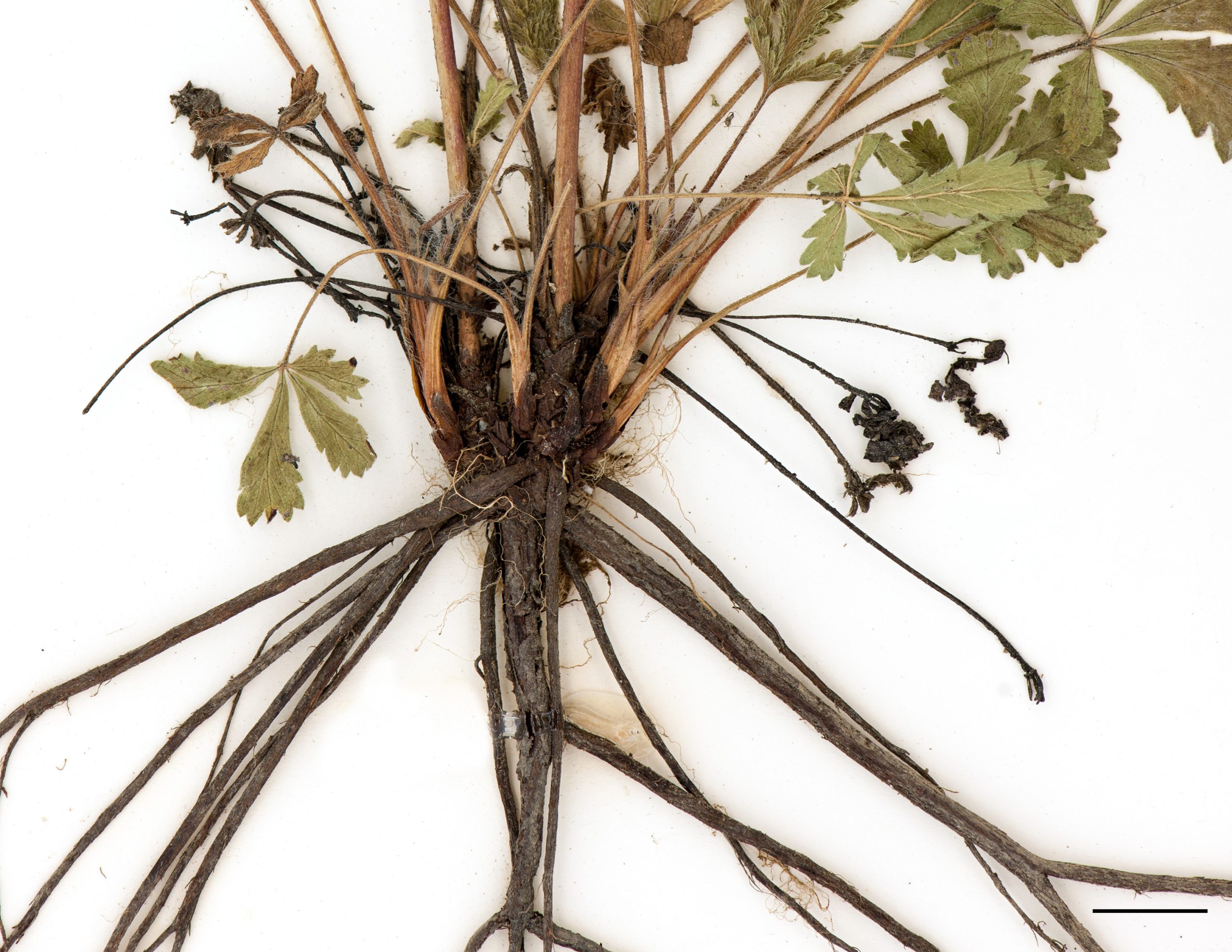 Base du plant élargie, racines fasciculées.