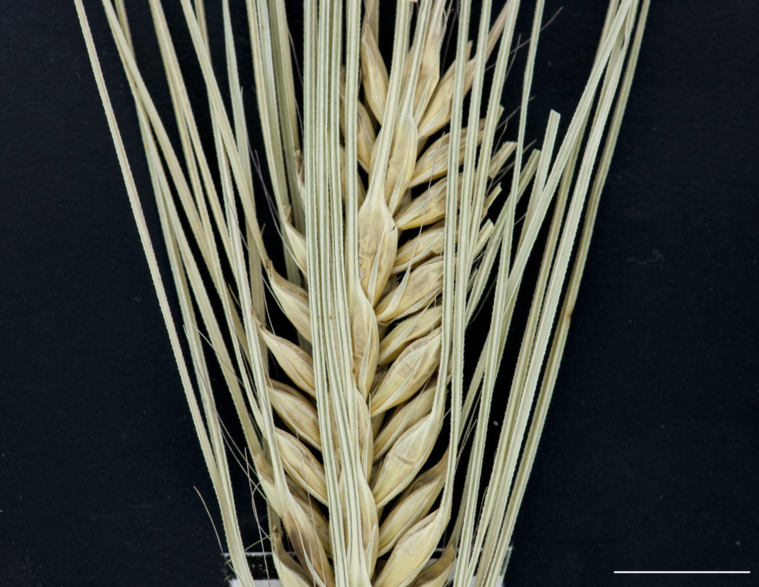 Épillets terminés par de longues arêtes et accompagnés de glumes étroites.