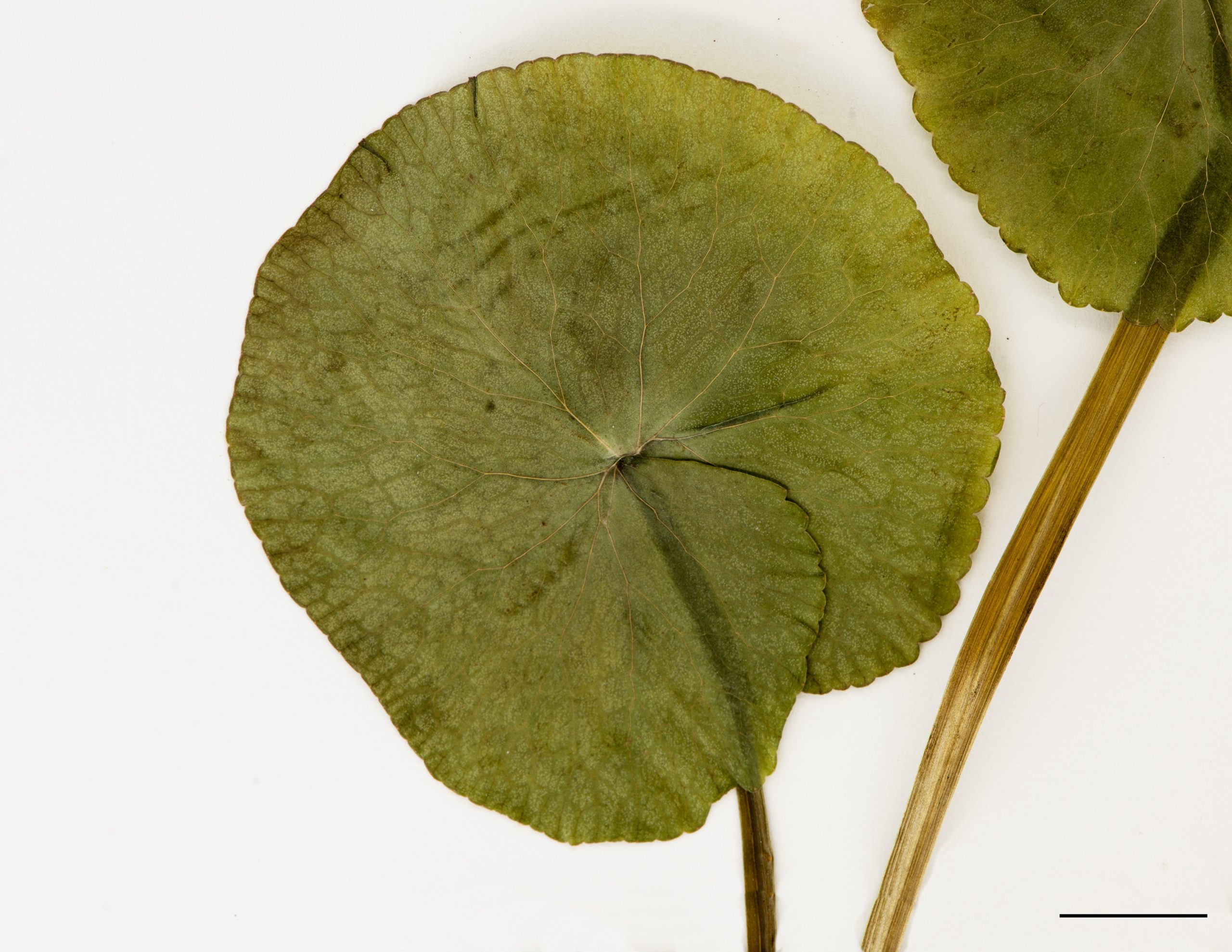 Feuille arrondie, basse cordée