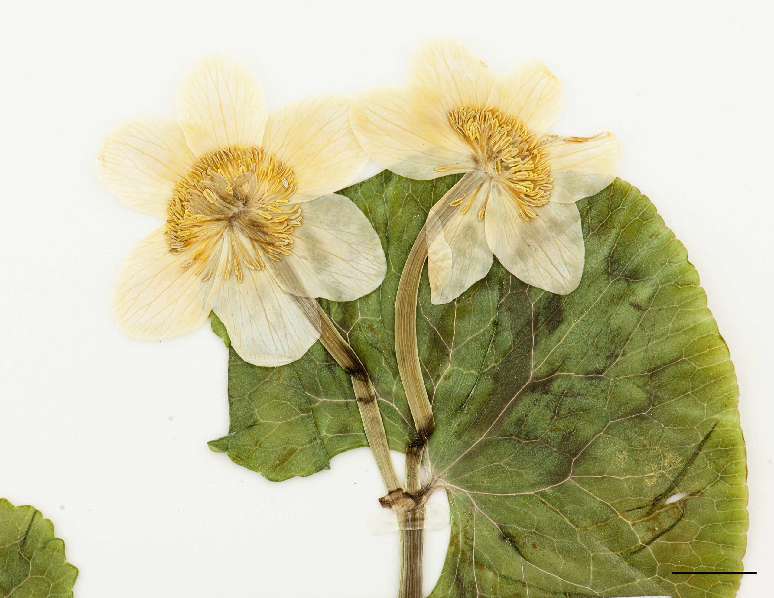 Fleurs jaunes