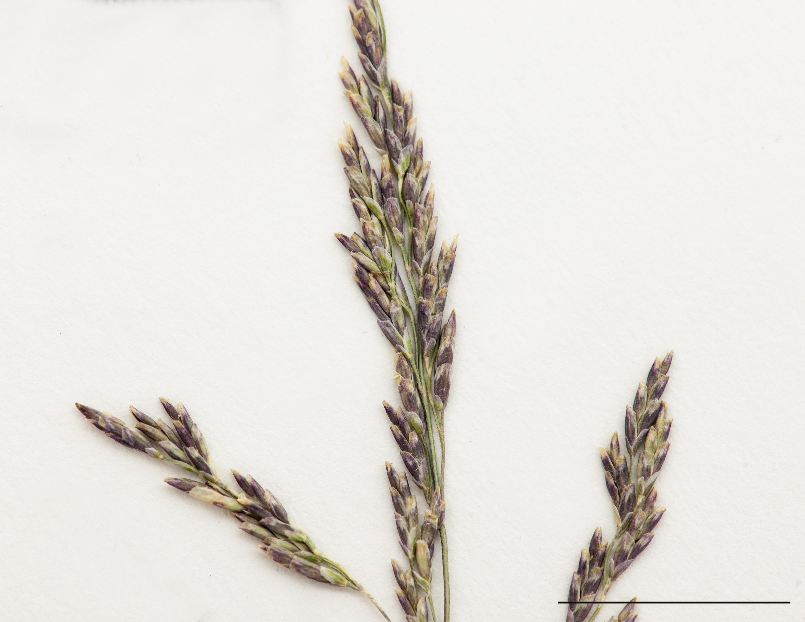 Section d'une inflorescence, épillets pluriflores, violacés