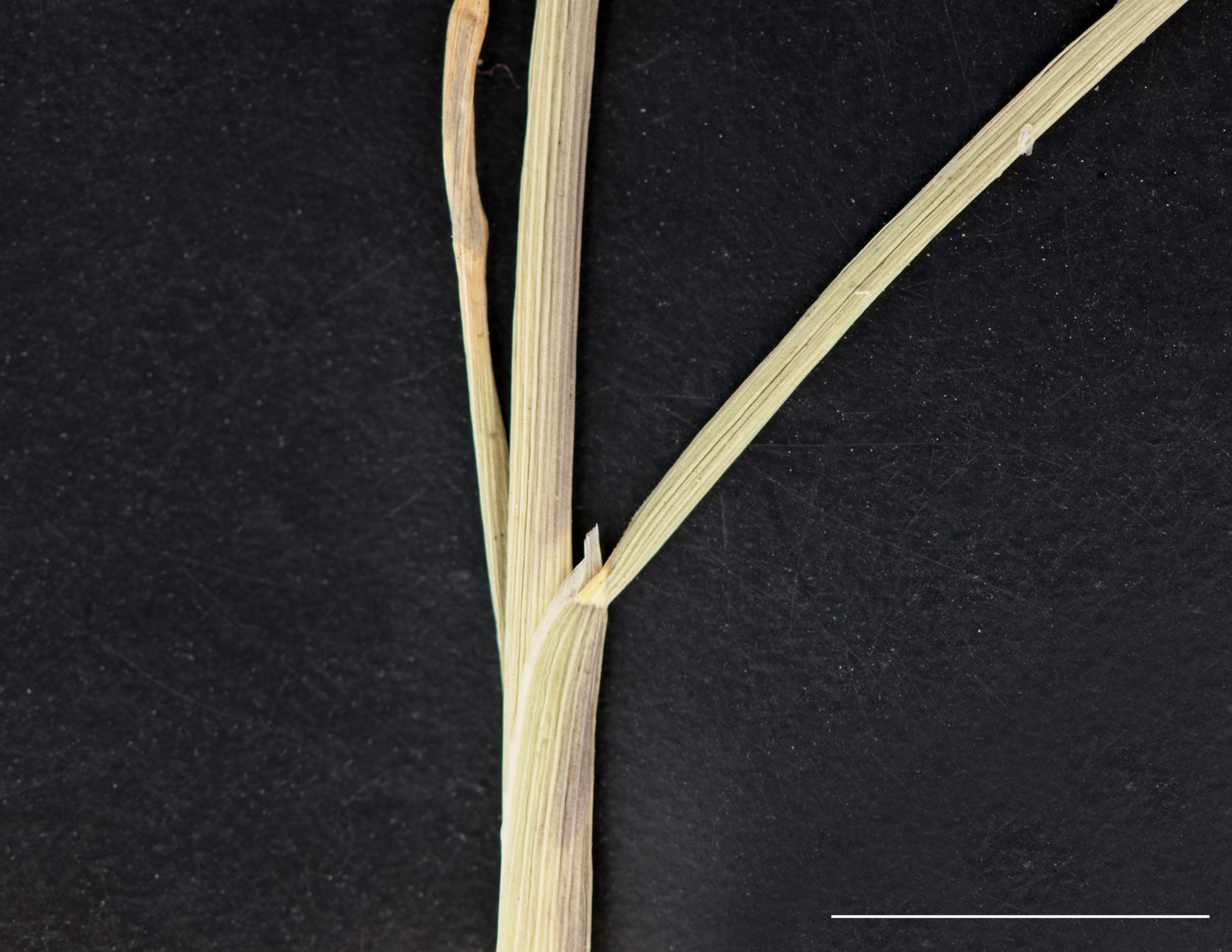 Limbe et gaine glabre, ligule membraneuse