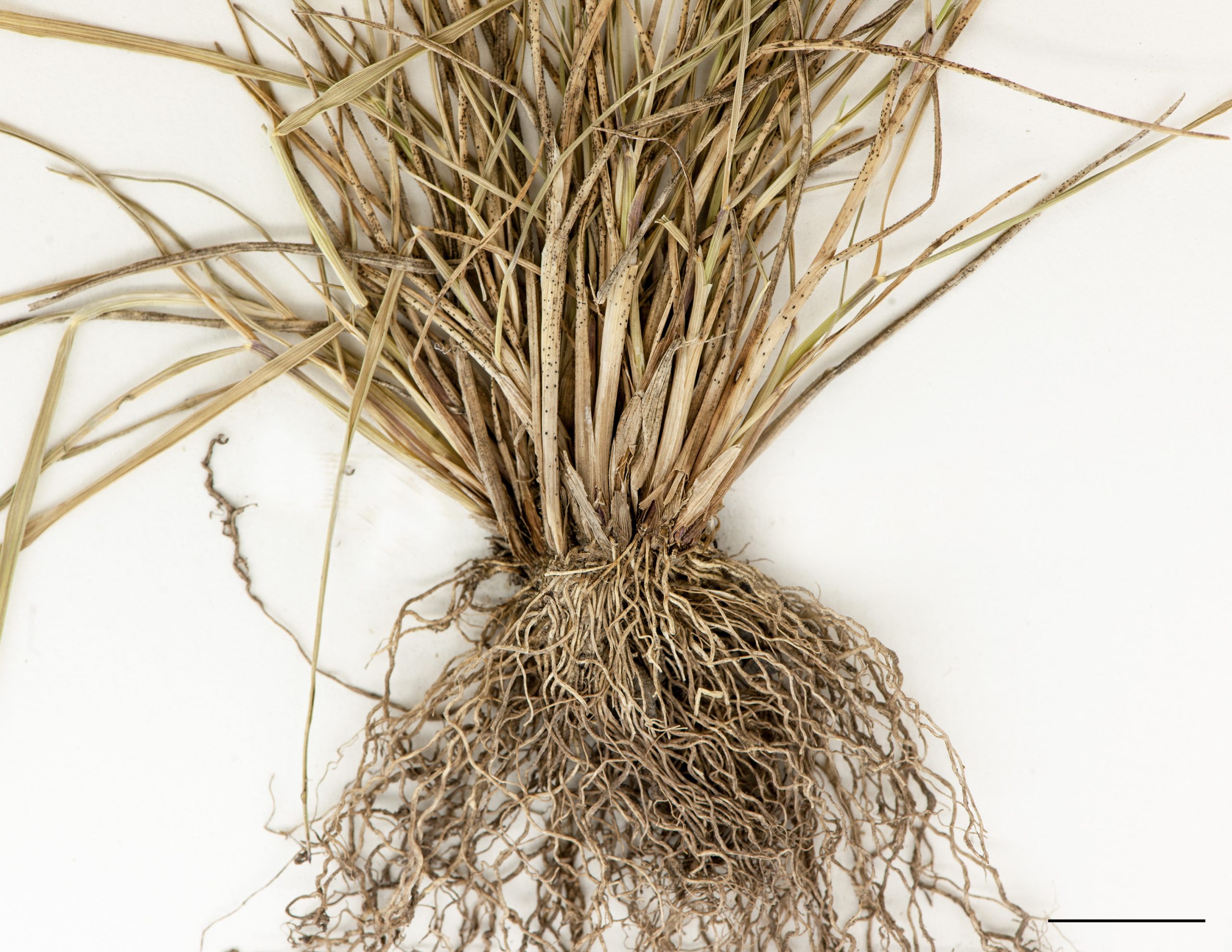 Rhizomes courts, racines fibreuses