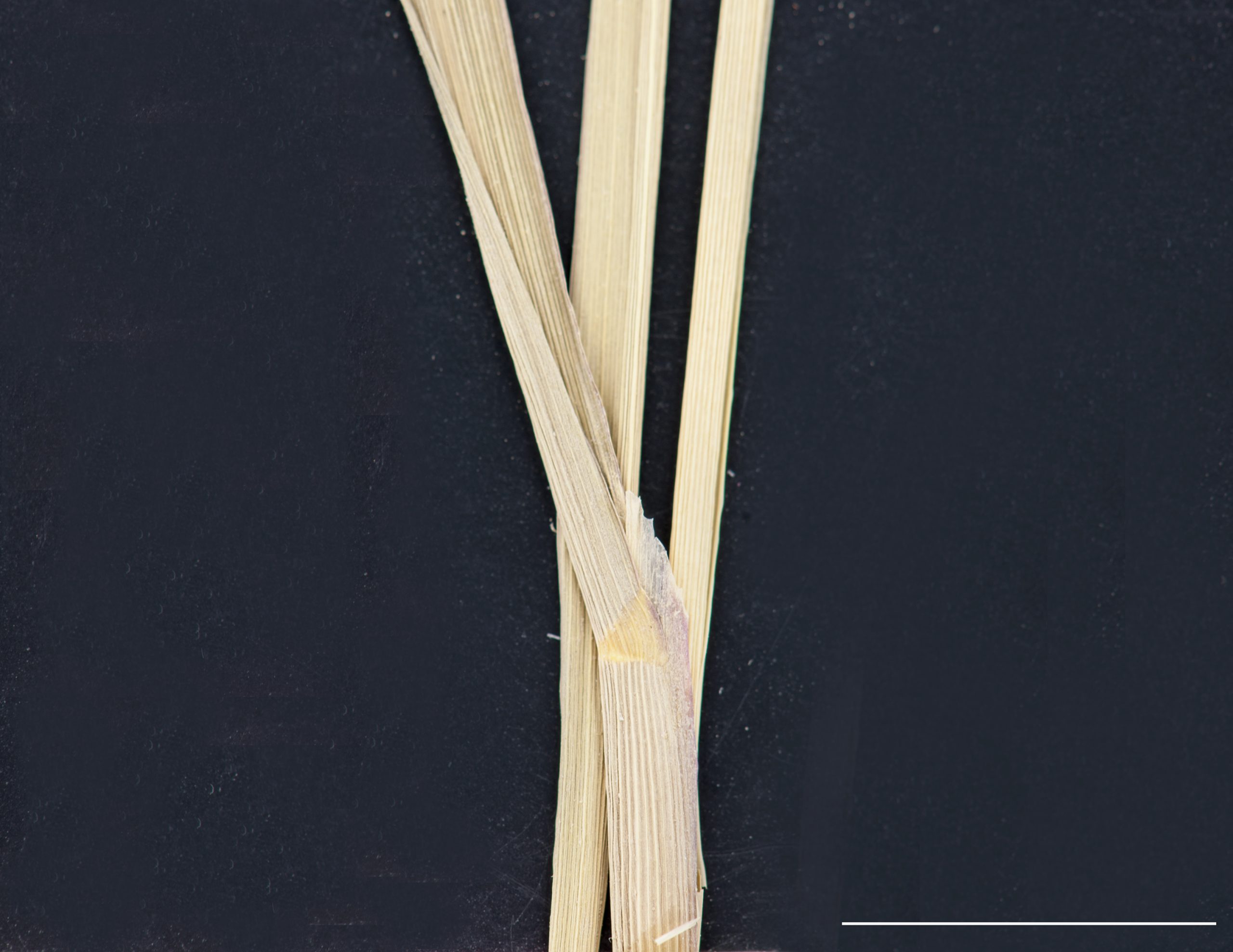 Gaine glabre, ligule membraneuse