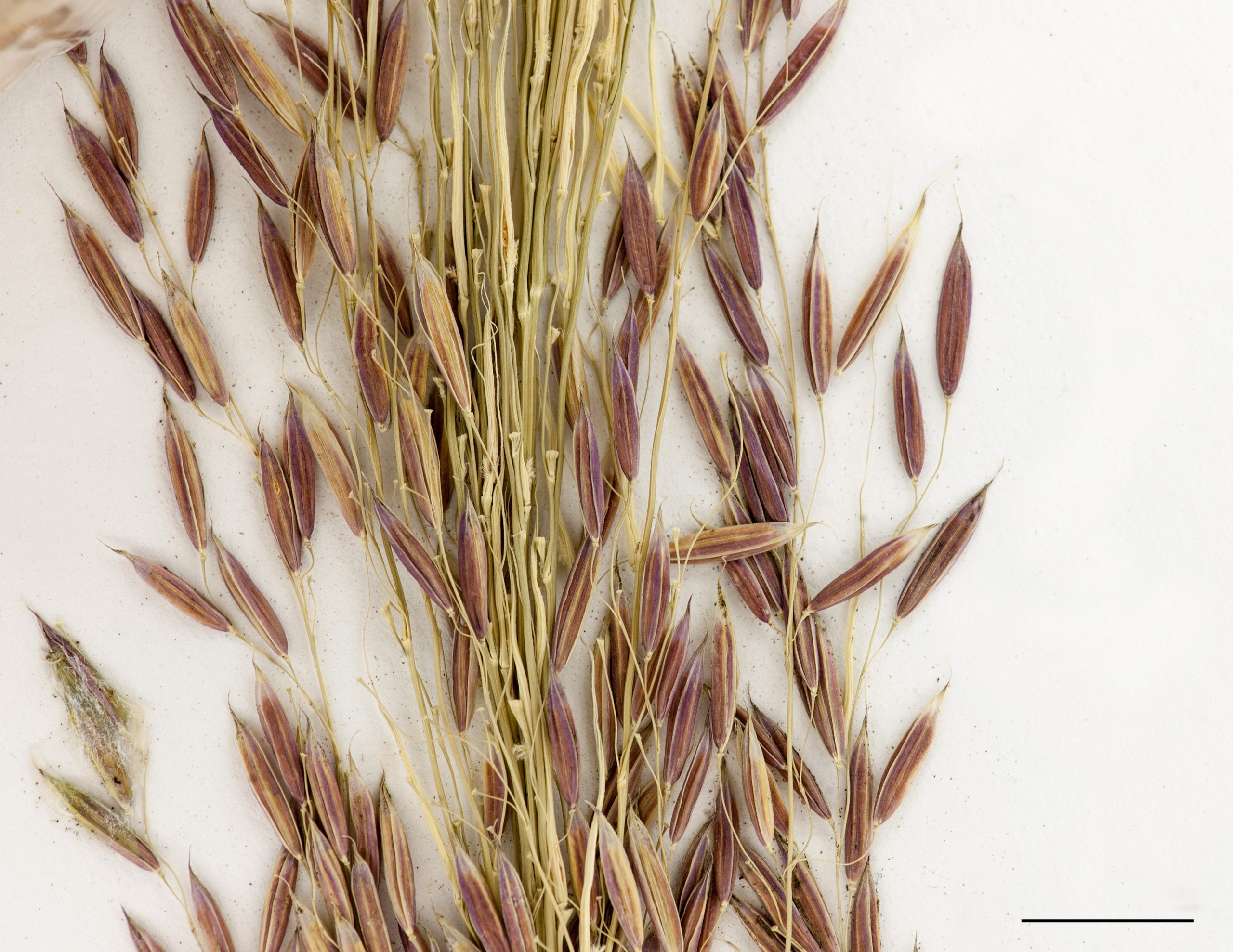 Section d'une inflorescence, épillets uniflores