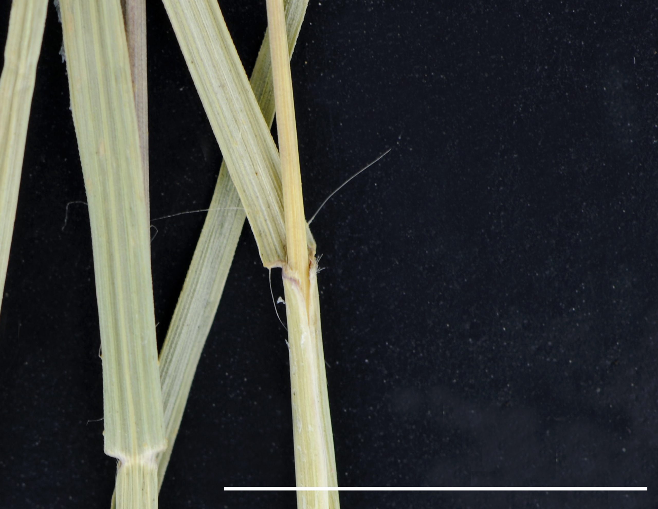 Présence longs poils à la base du limbe, ligule ciliée
