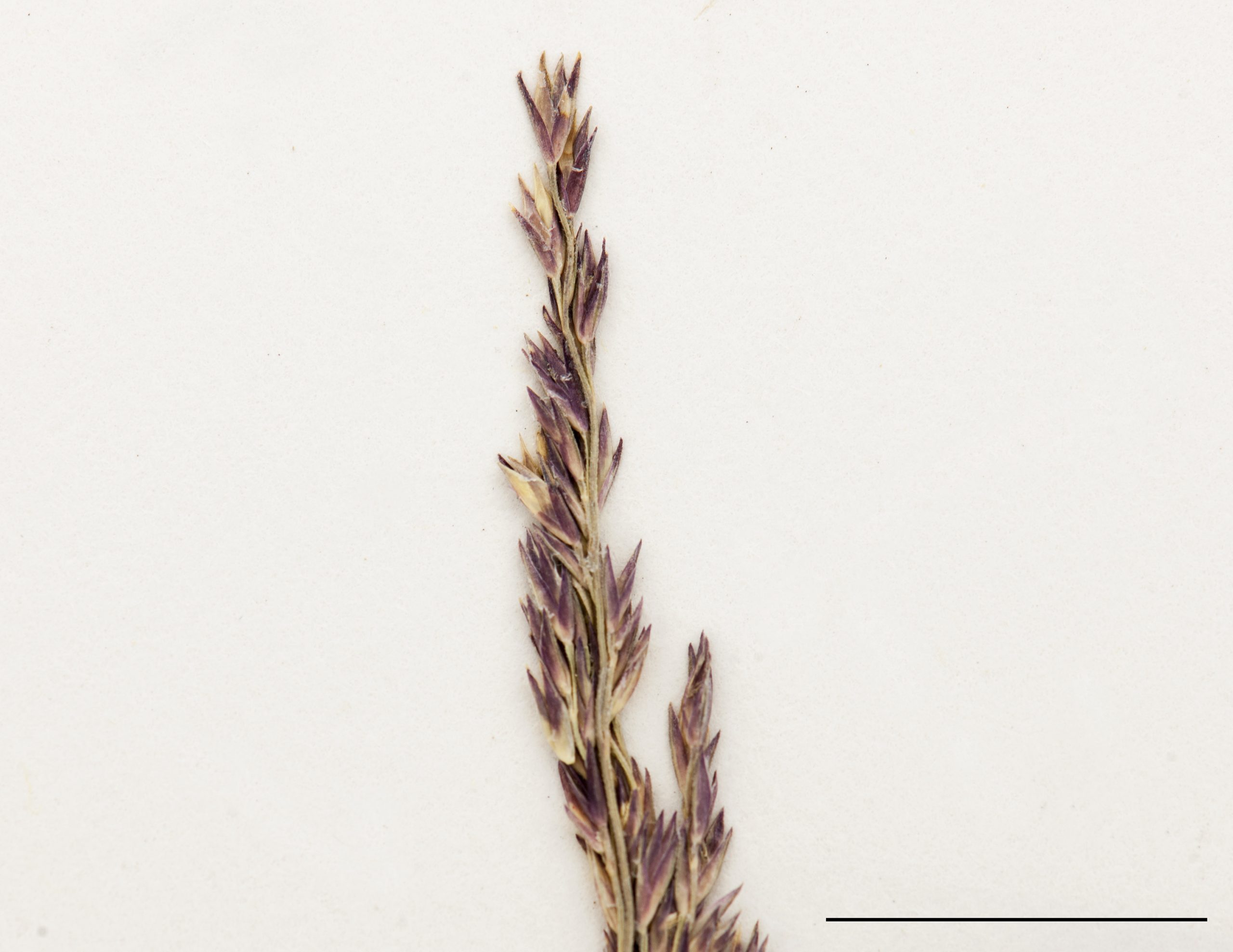 Section d'une inflorescence, panicule contractée