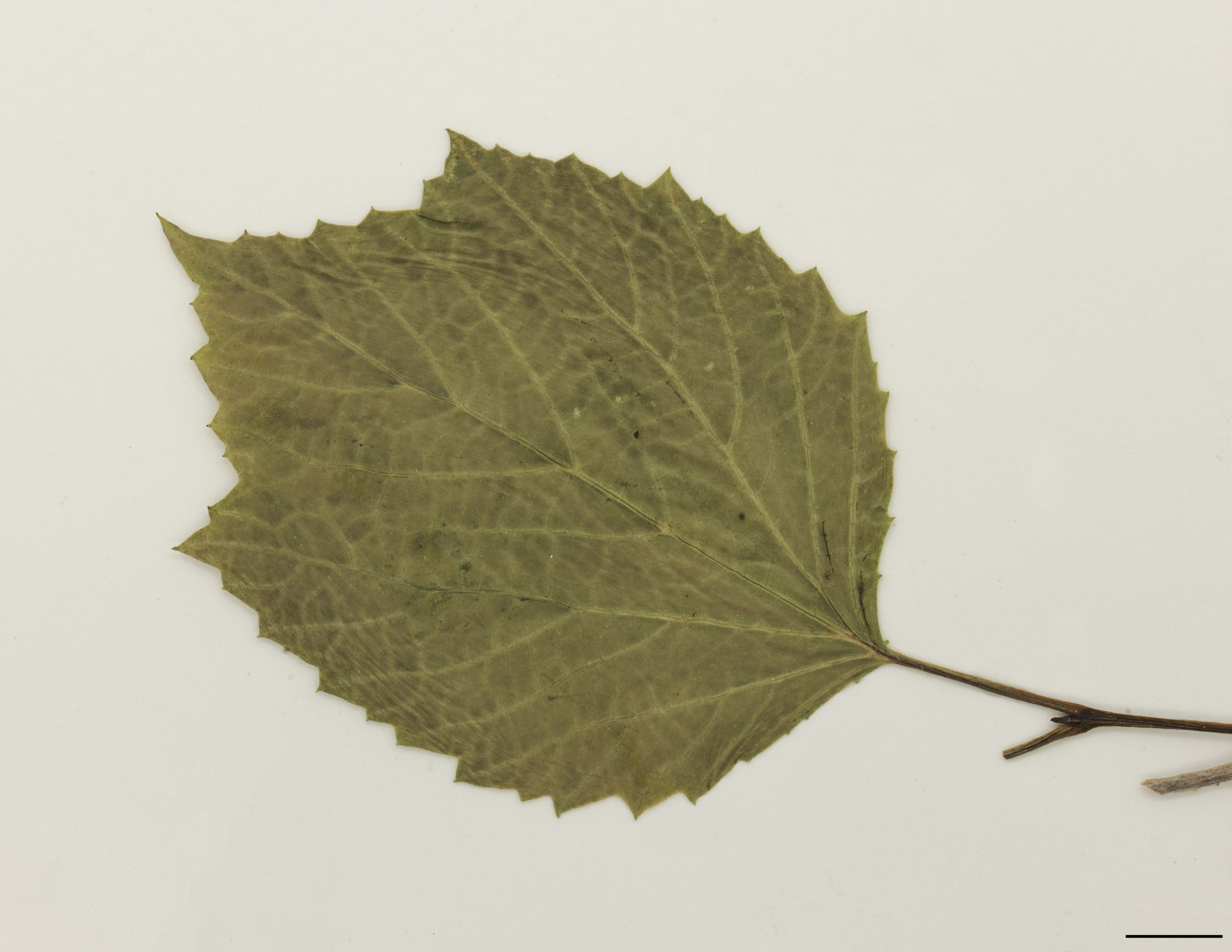 Feuilles ovées ou presque orbiculaires, épaisses, grossièrement dentées, légèrement trilobées.