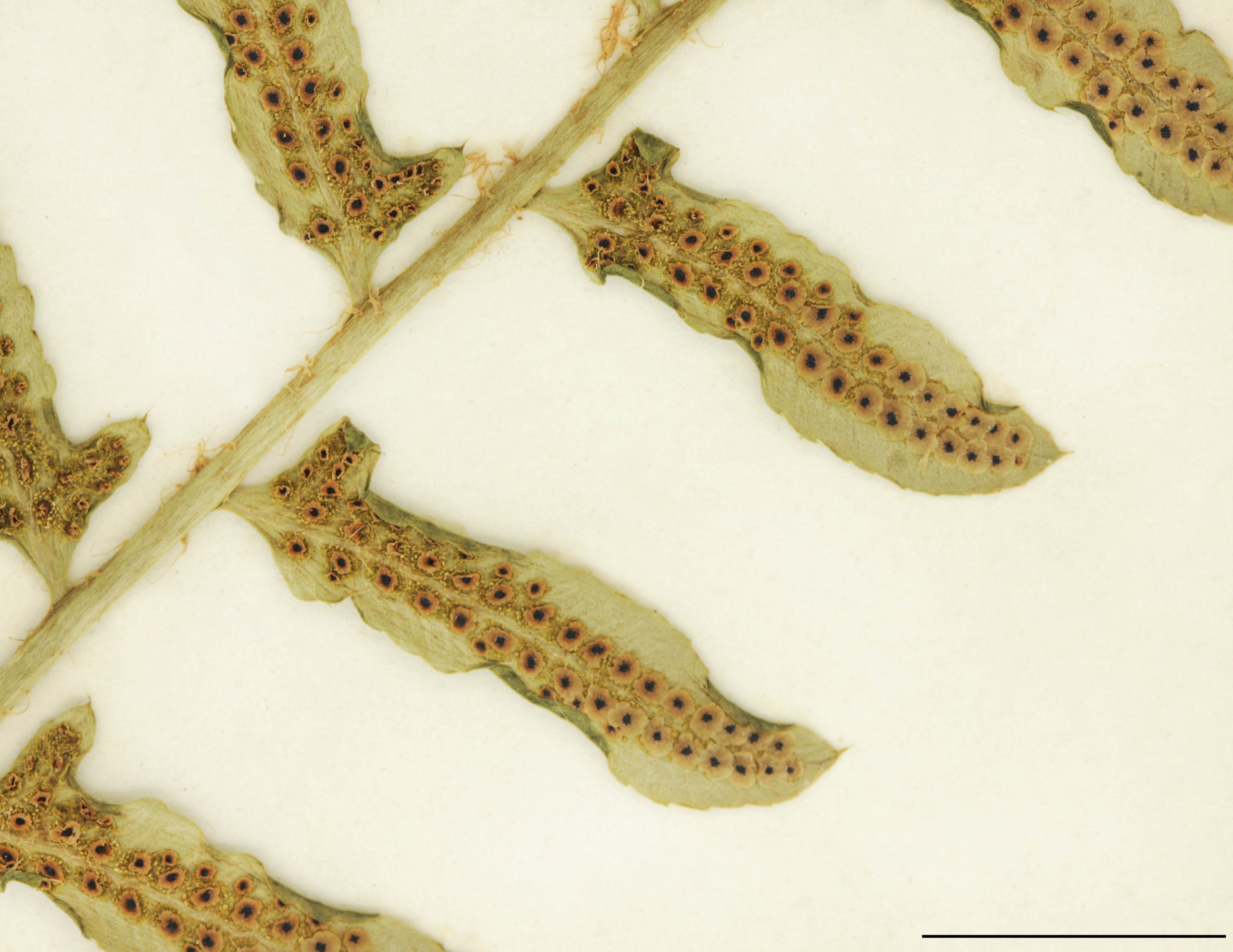 Sores arrondis, disposés en deux rangs au revers des segments supérieurs; indusie peltée, entière.