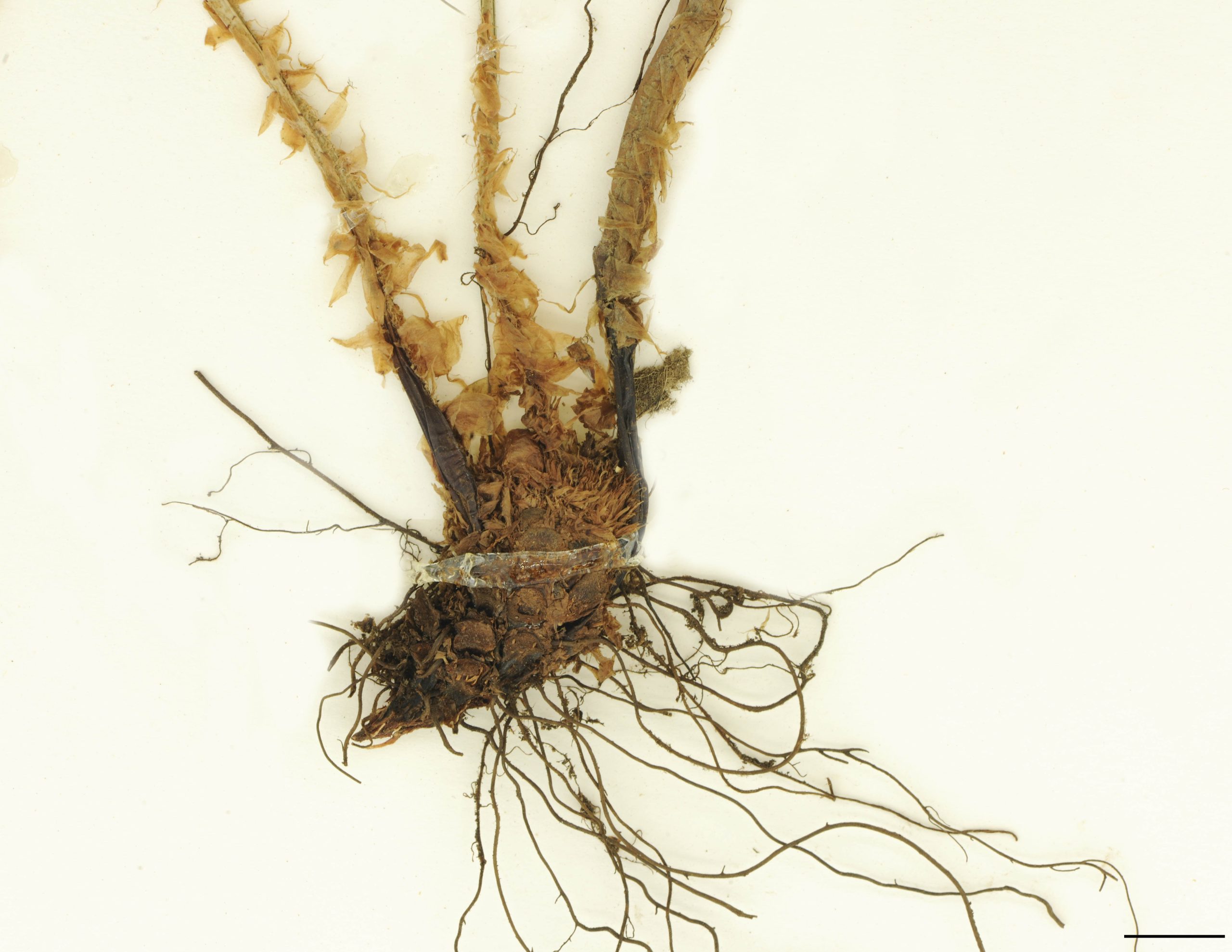 Rhizome rampant, 6 à 9 mm de diamètre, écailleux au sommet.