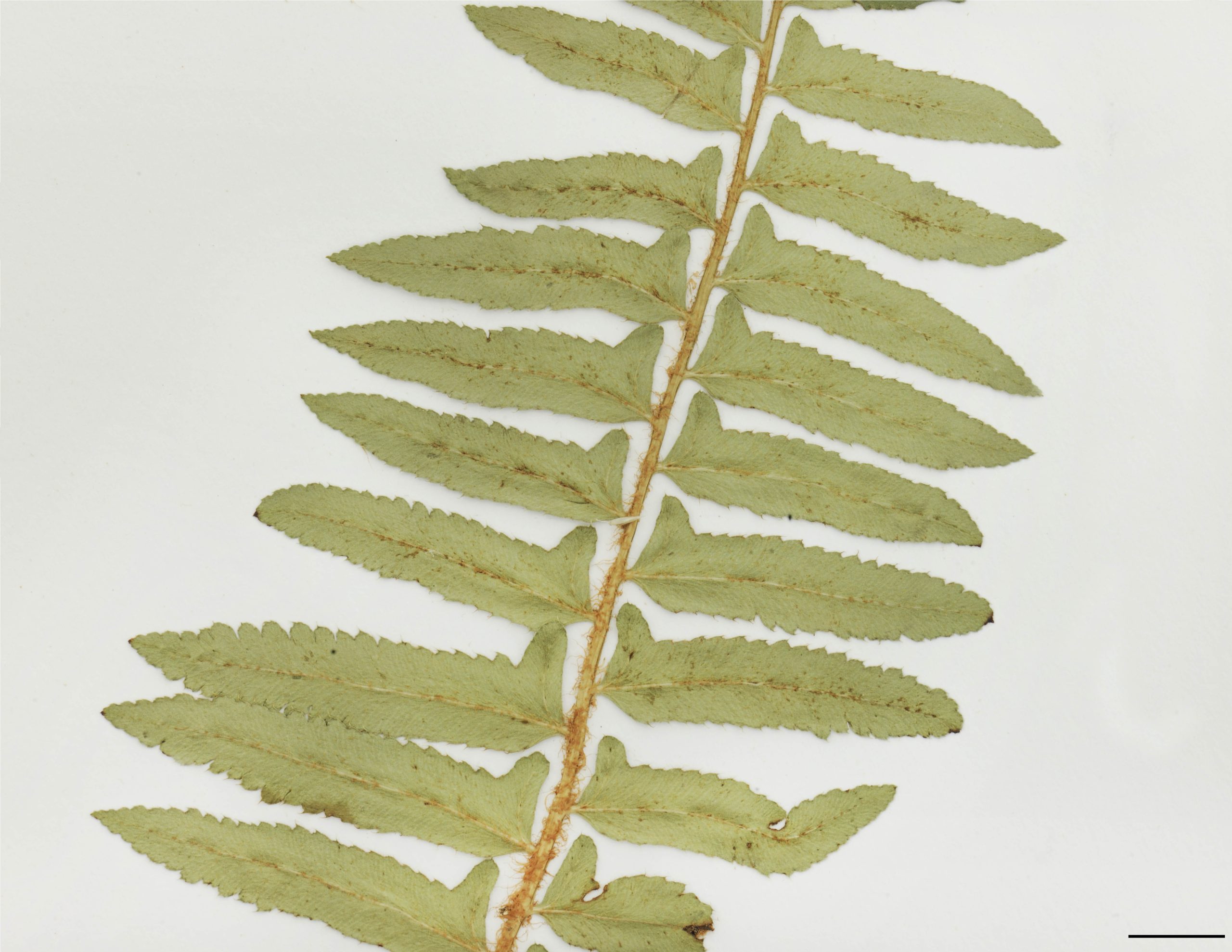 Limbe lancéolé, pennatiséqué, à segments alternes, oblongs à lancéolés, aiguës ou arrondis au sommet, coriaces, luisants, 2 à 6 cm de long, auriculés à la base du côté supérieur, à marge sérulée ou spinuleuse.