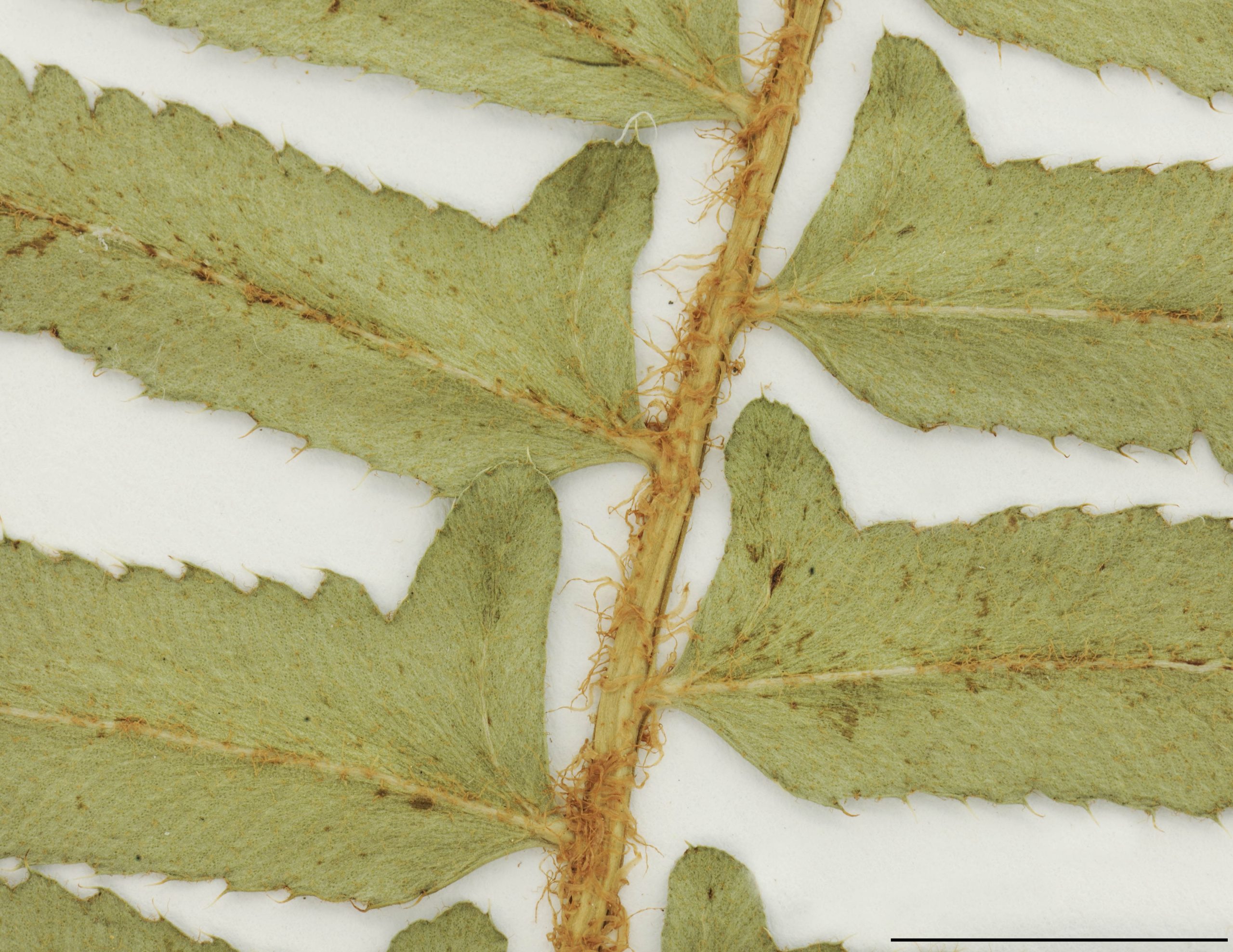 Rachis munis de petites écailles filiformes brunes ou rousses.