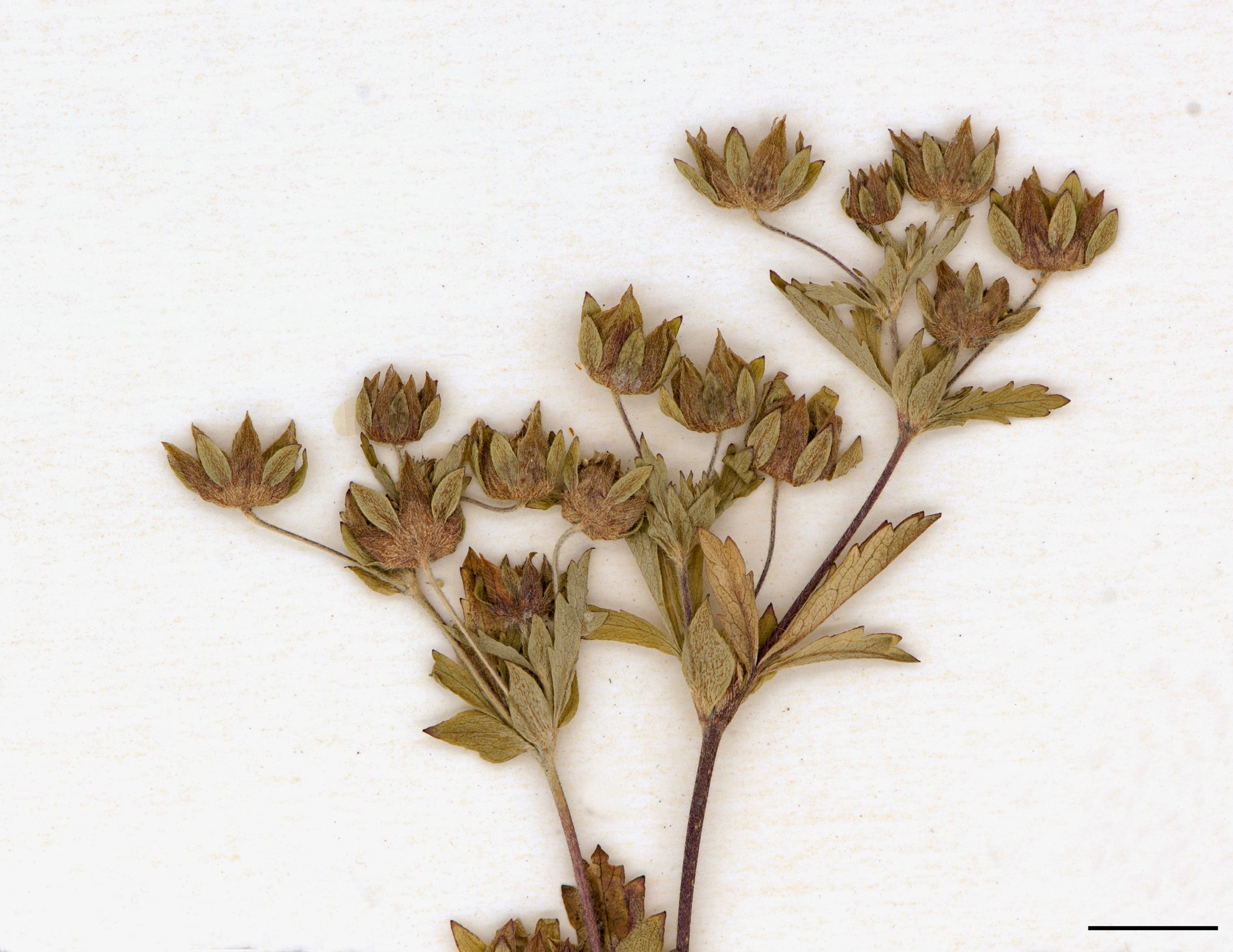 Infrutescence, réceptacle disposé en cyme.