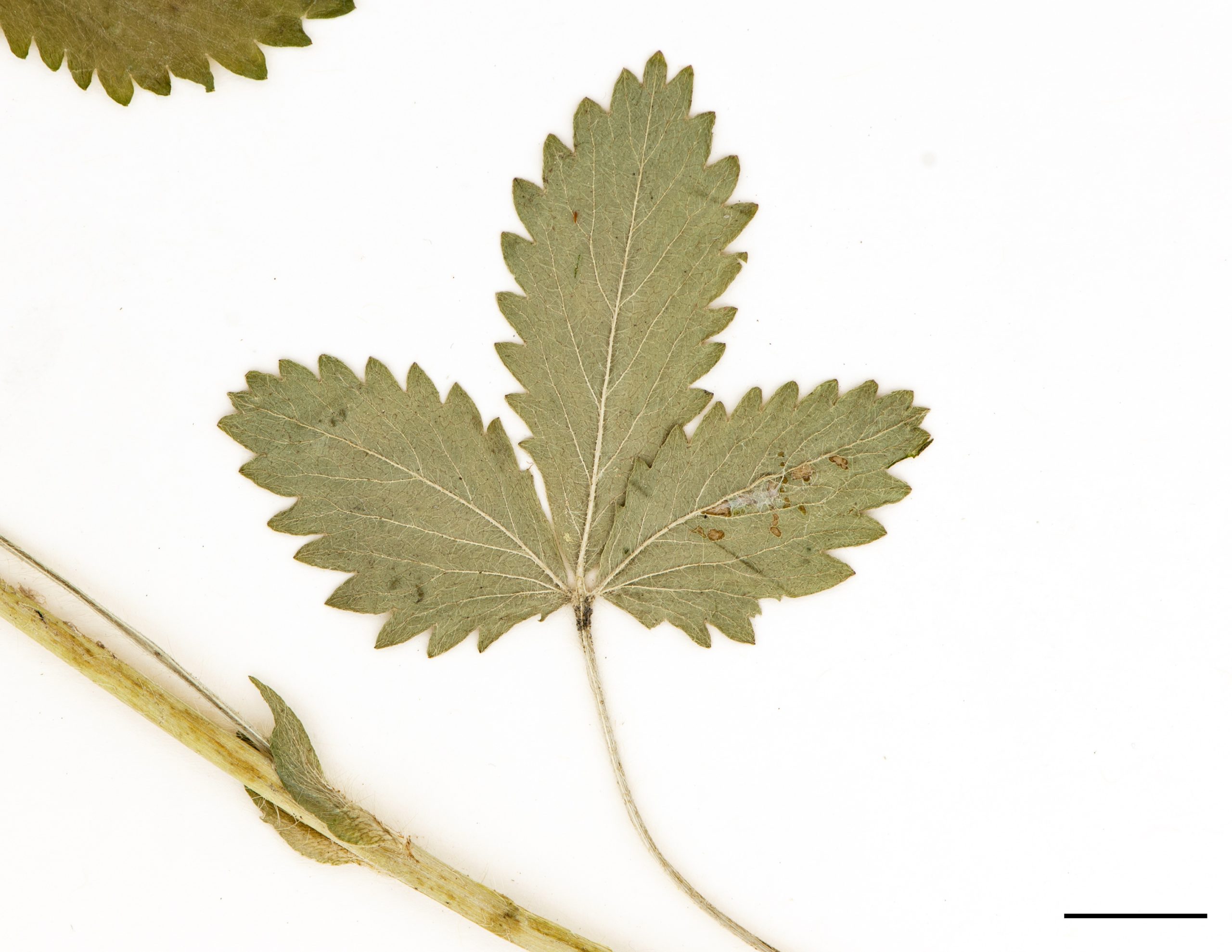 Feuilles composées de 3 folioles, foliole ovale allongée et dentée, pubescentes et de couleur verte sur les 2 faces.