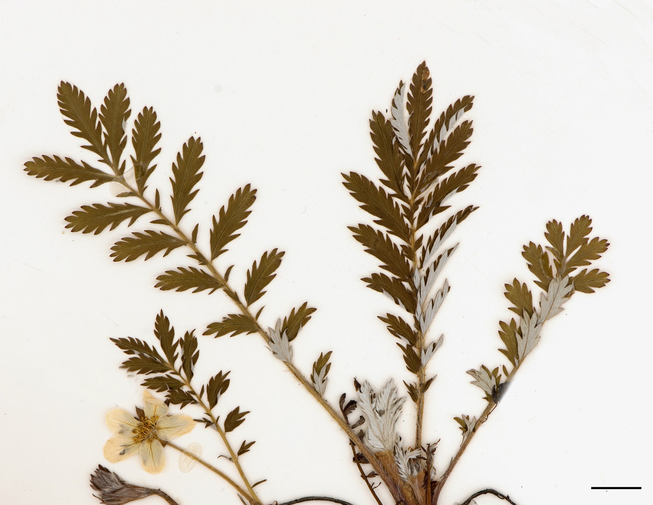 Feuilles pétiolées, composées de plusieurs folioles fortement dentées et disposées le long de l’axe principal, face inférieure à la fois tomenteuse et soyeuse.