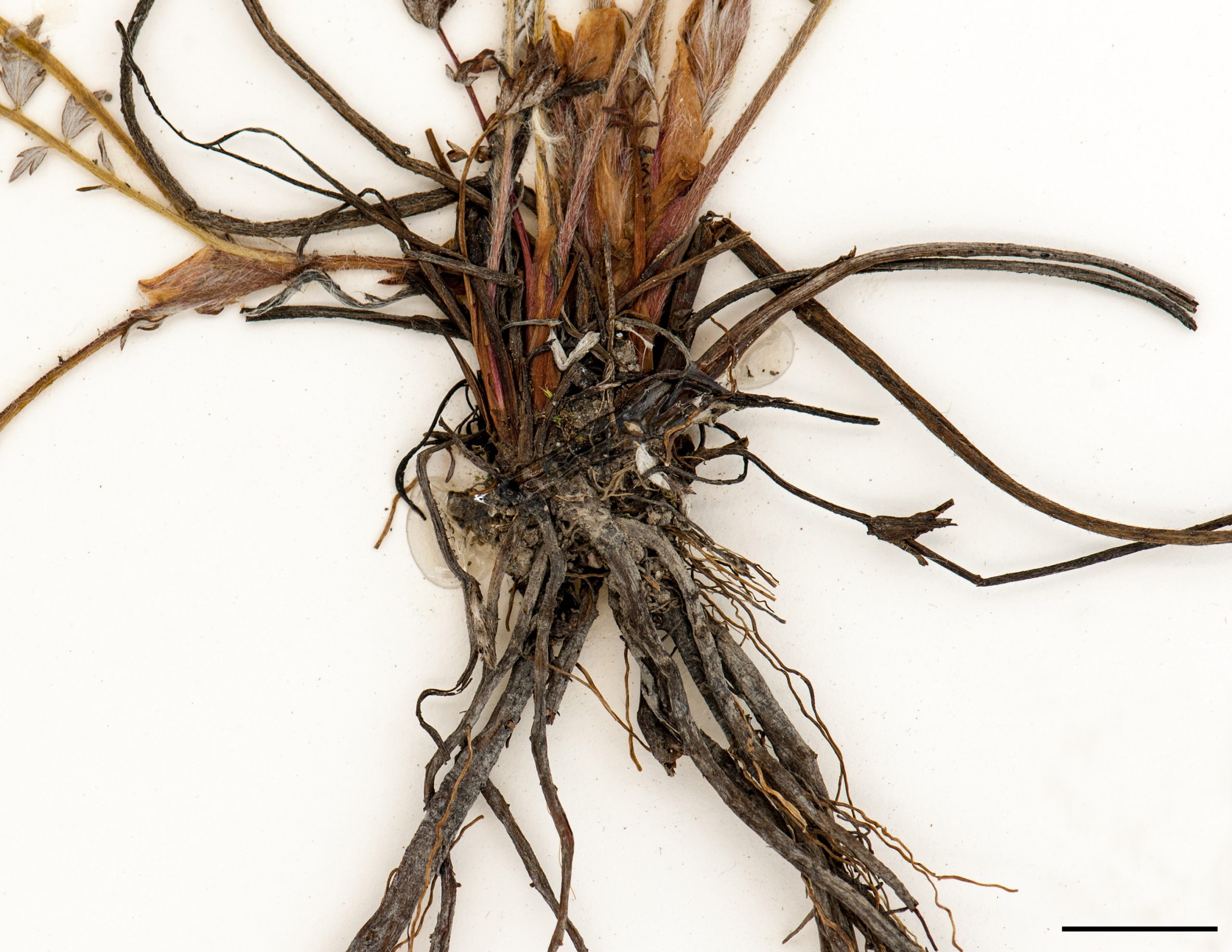 Plante acaule, base du plant élargie et légèrement ligneuse.
