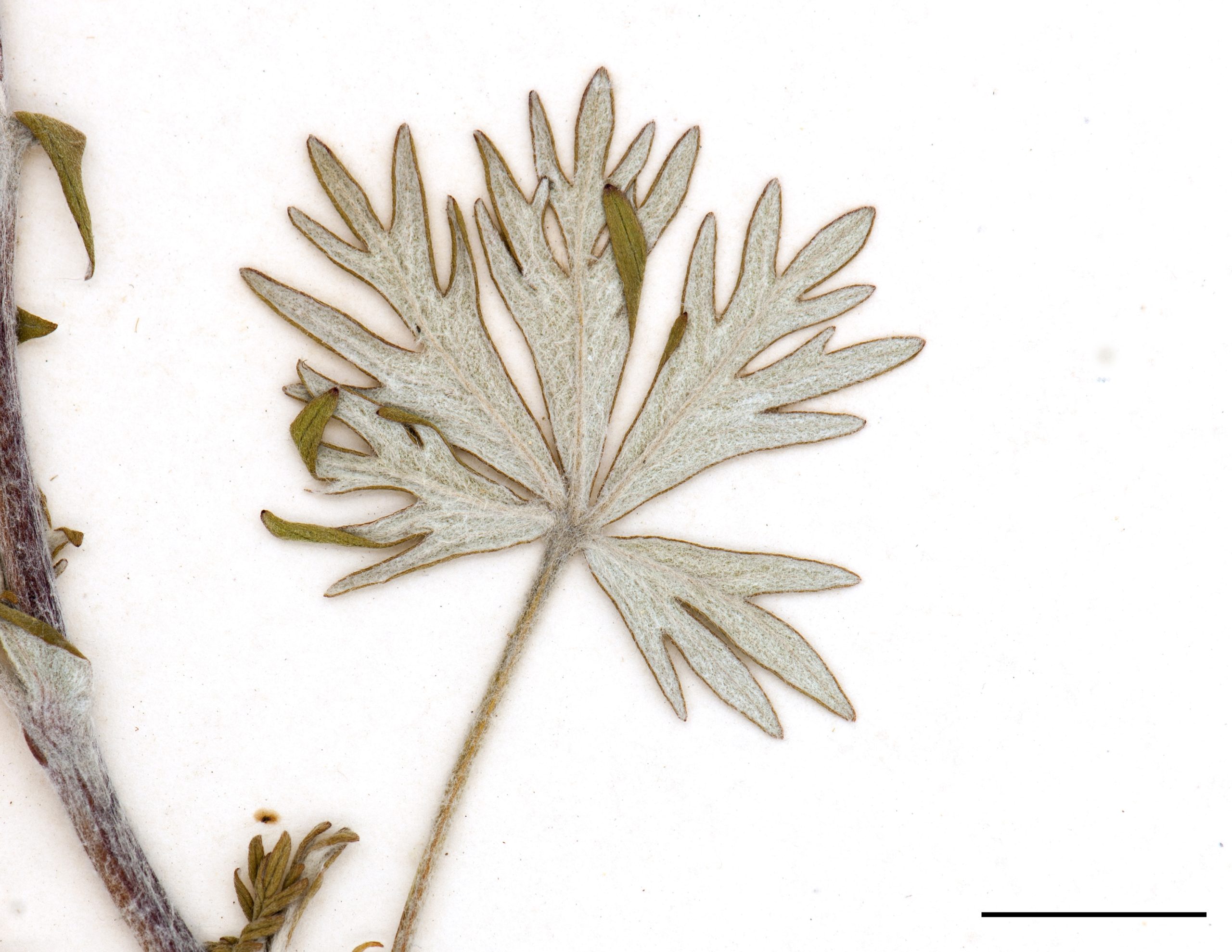 Feuilles composées de 5 folioles, foliole linéaire à allongée, dentée, fortement pubescente et tomenteuse à la face inférieure, couleur argentée.