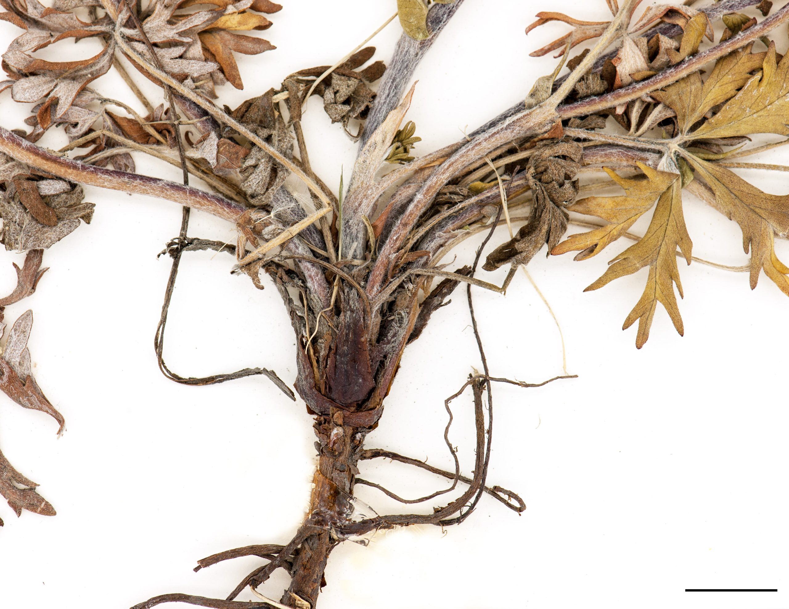 Base du plant rhizomateuse, racines fasciculées.