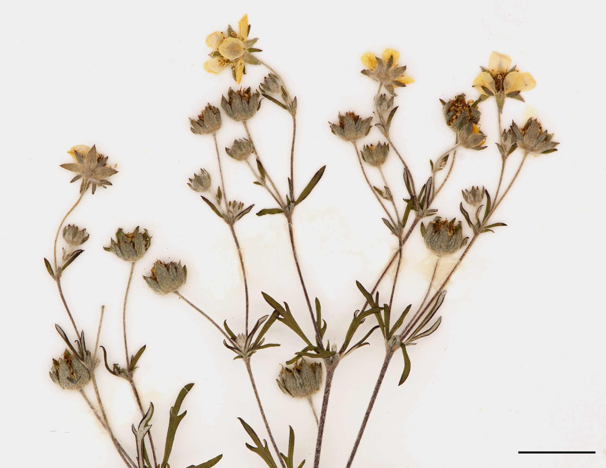 Fleurs petites, réunies en cyme très feuillée, pétales de couleur jaune, plus longues que les sépales.