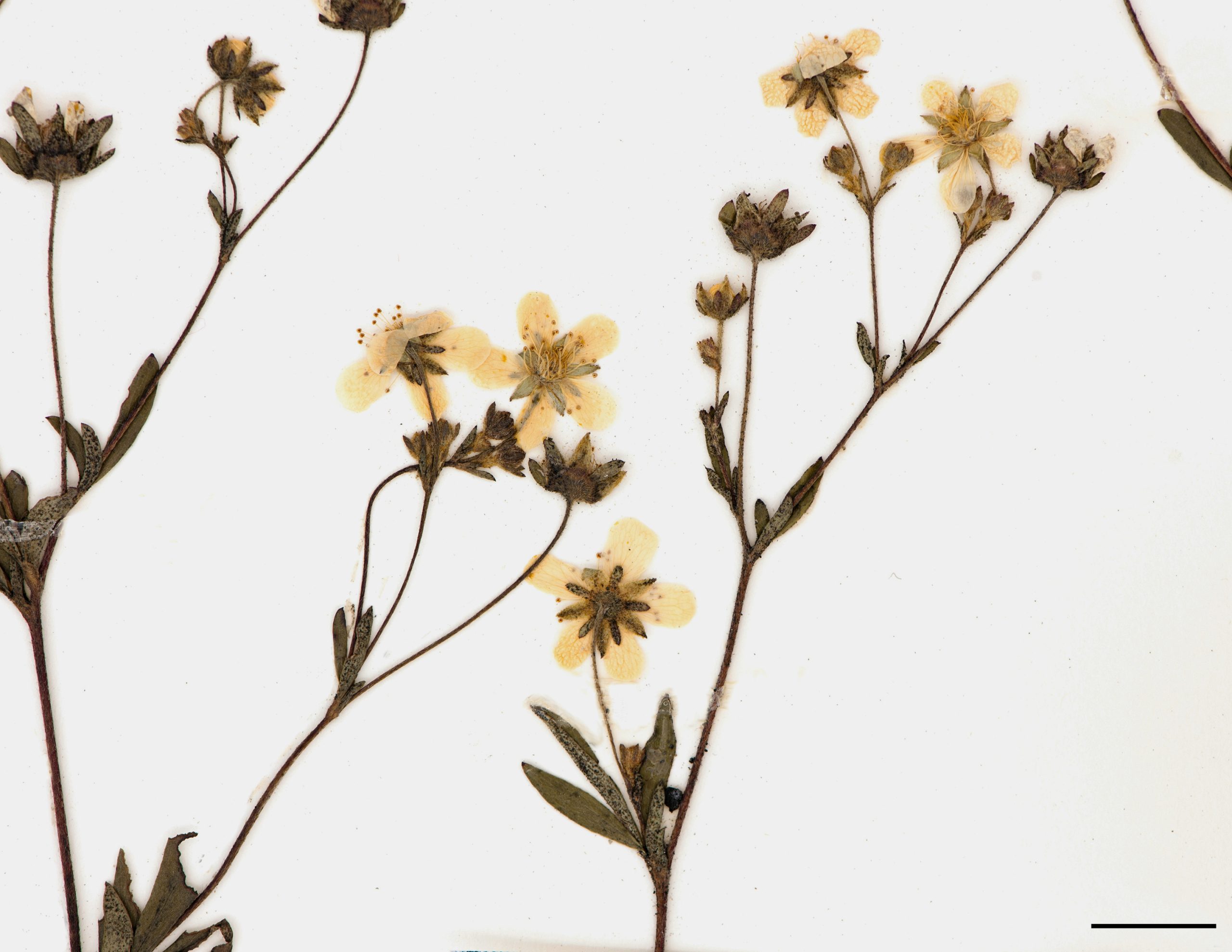 Fleurs réunies en cyme peu feuillée, pétales de couleur blanche ( jaunie au séchage), plus longues les sépales.