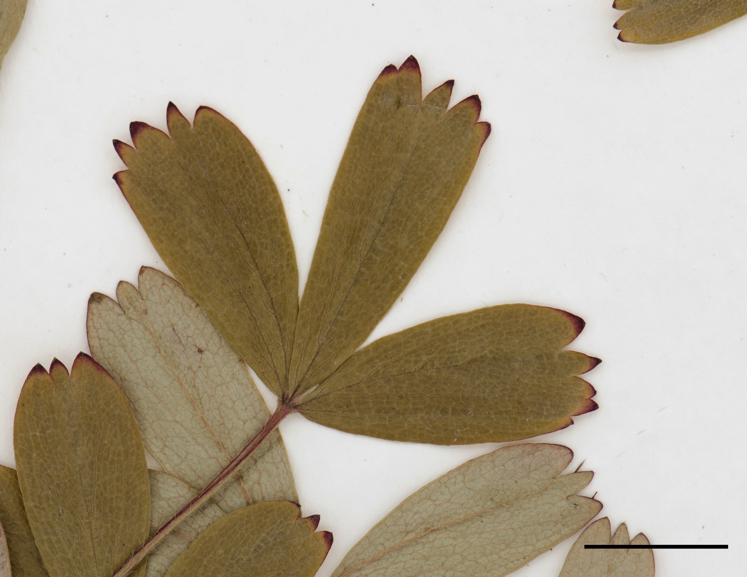 Feuilles composées de 3 folioles, foliole triangulaire à oblong, munies de 3 dents au sommet, limbe luisant à la face supérieure, plus pâle et pubescent à la face inférieure.