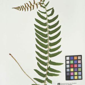 Polystic faux-acrostic