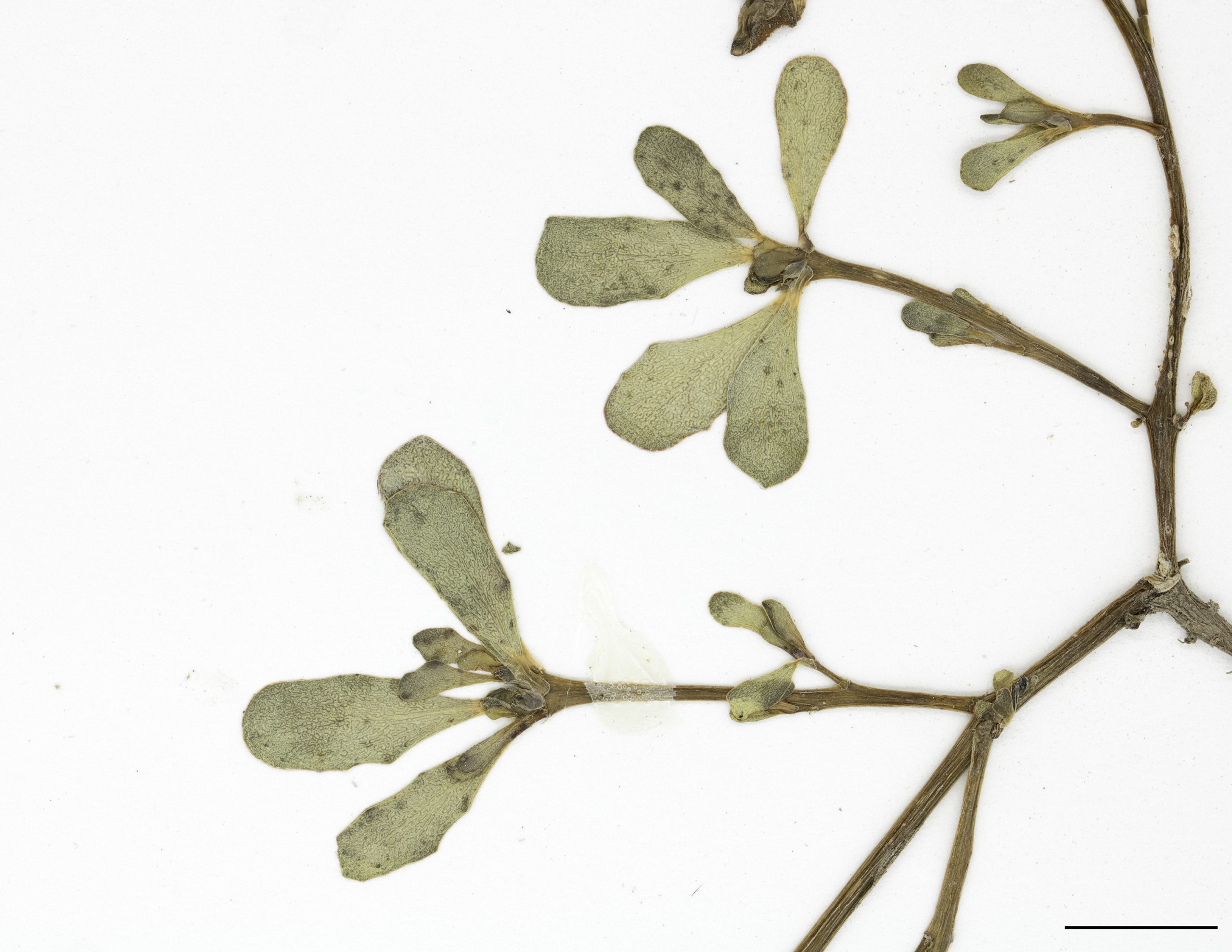 Feuilles charnues, alternes ou en verticille sur la tige