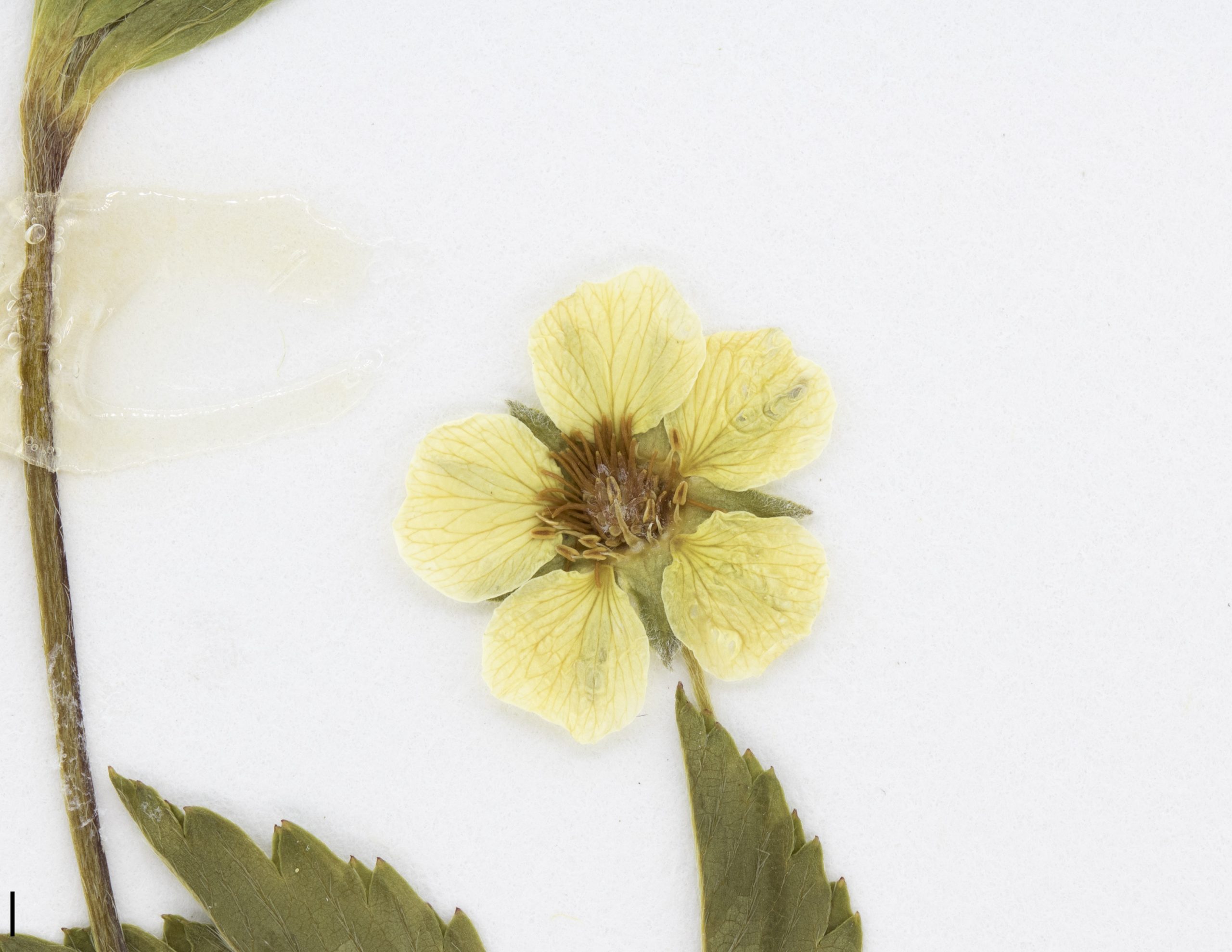 Fleurs à 5 pétales jaunes