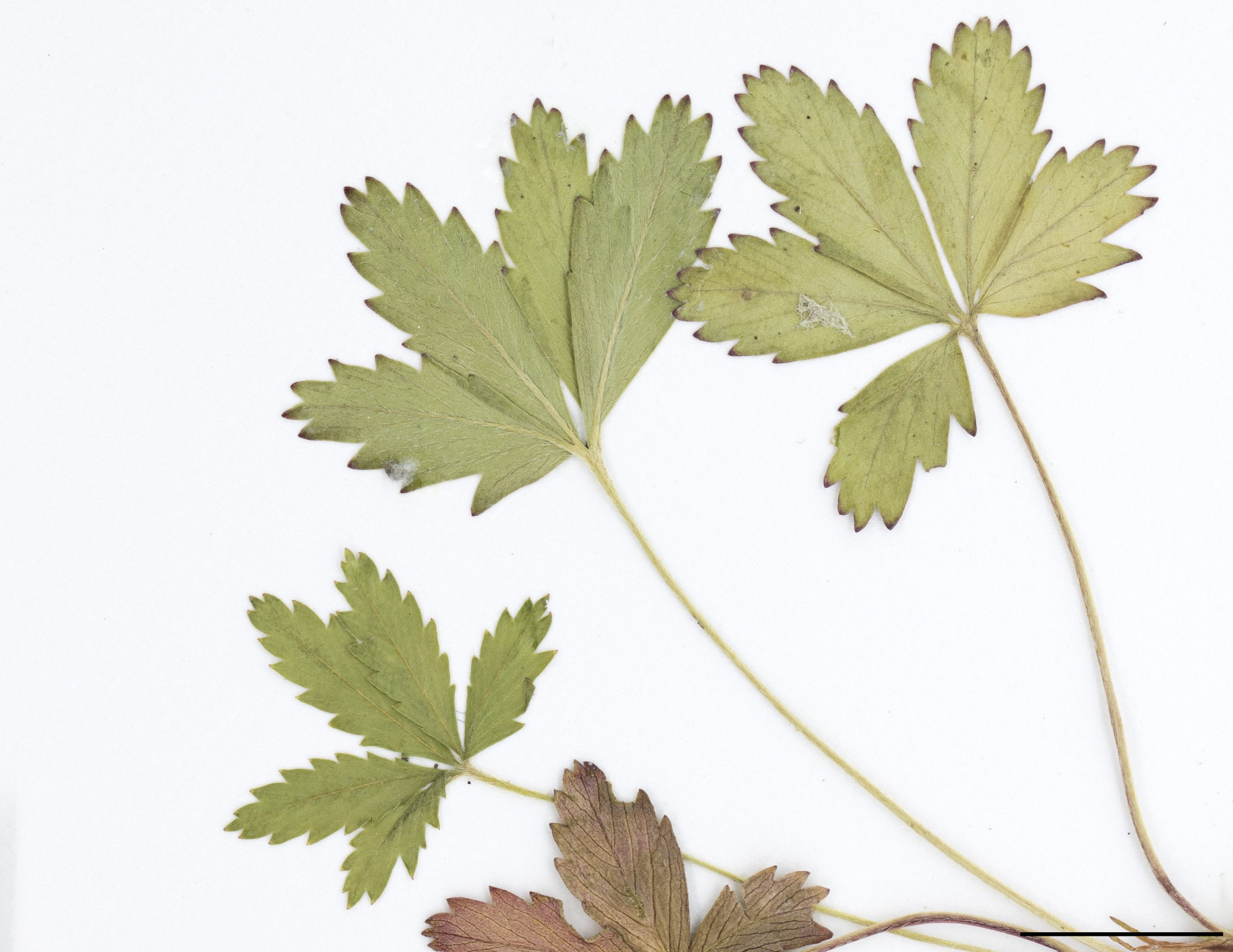 Feuilles composées de 5 folioles à marge dentée