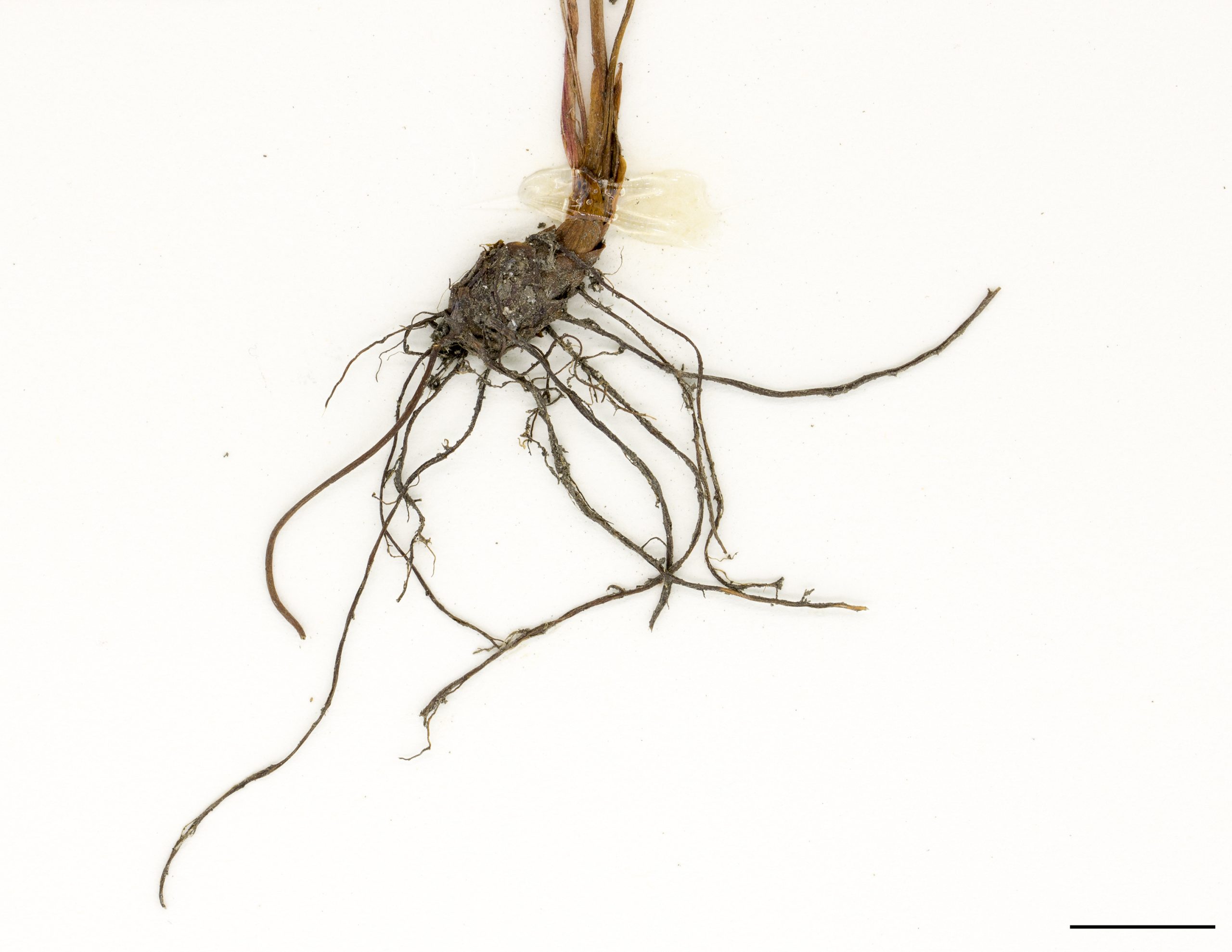 Système racinaire composé d’un rhizome court ressemblant à un bulbe