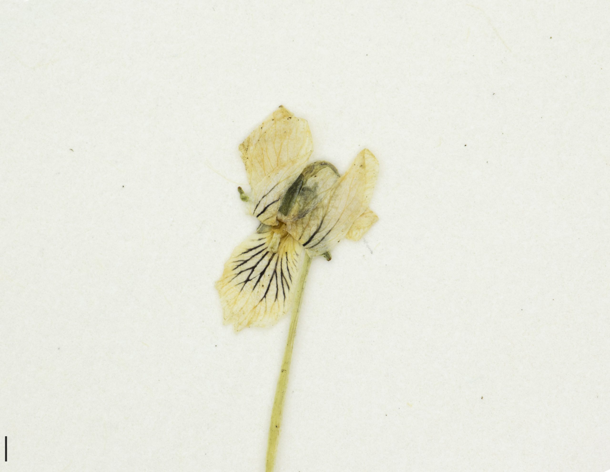 Fleur blanche, nervurée de violet
