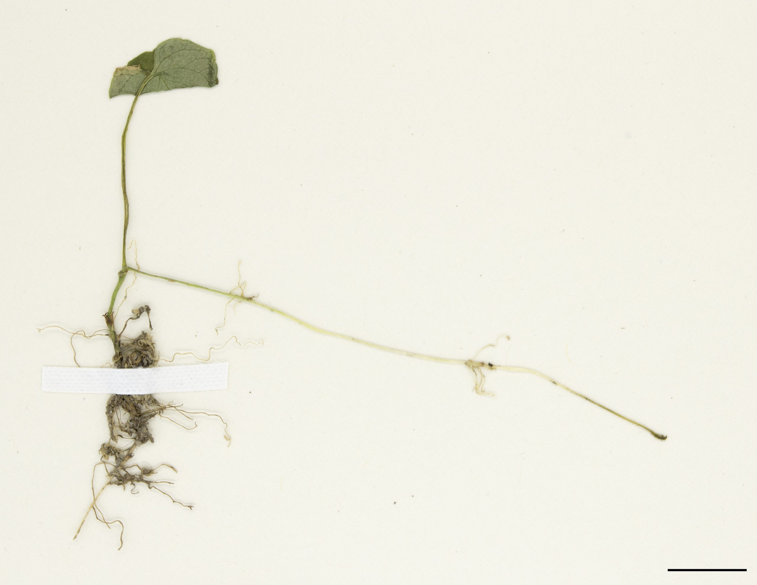 Stolons aidant à la propagation végétative de la plante