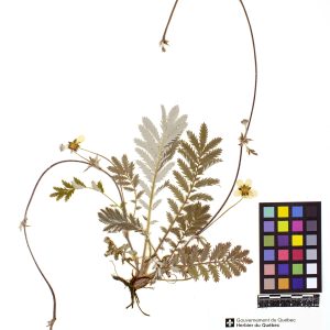 Potentille ansérine